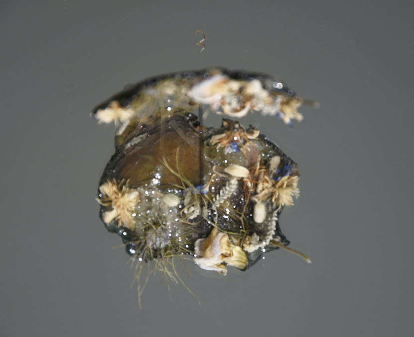 Peau de fleurs, 2019gélose moulée dans une barquette de frites, Nigelle de damas, Millepertuis perforée, Vipérine, paillettes, 20 x 15 cm