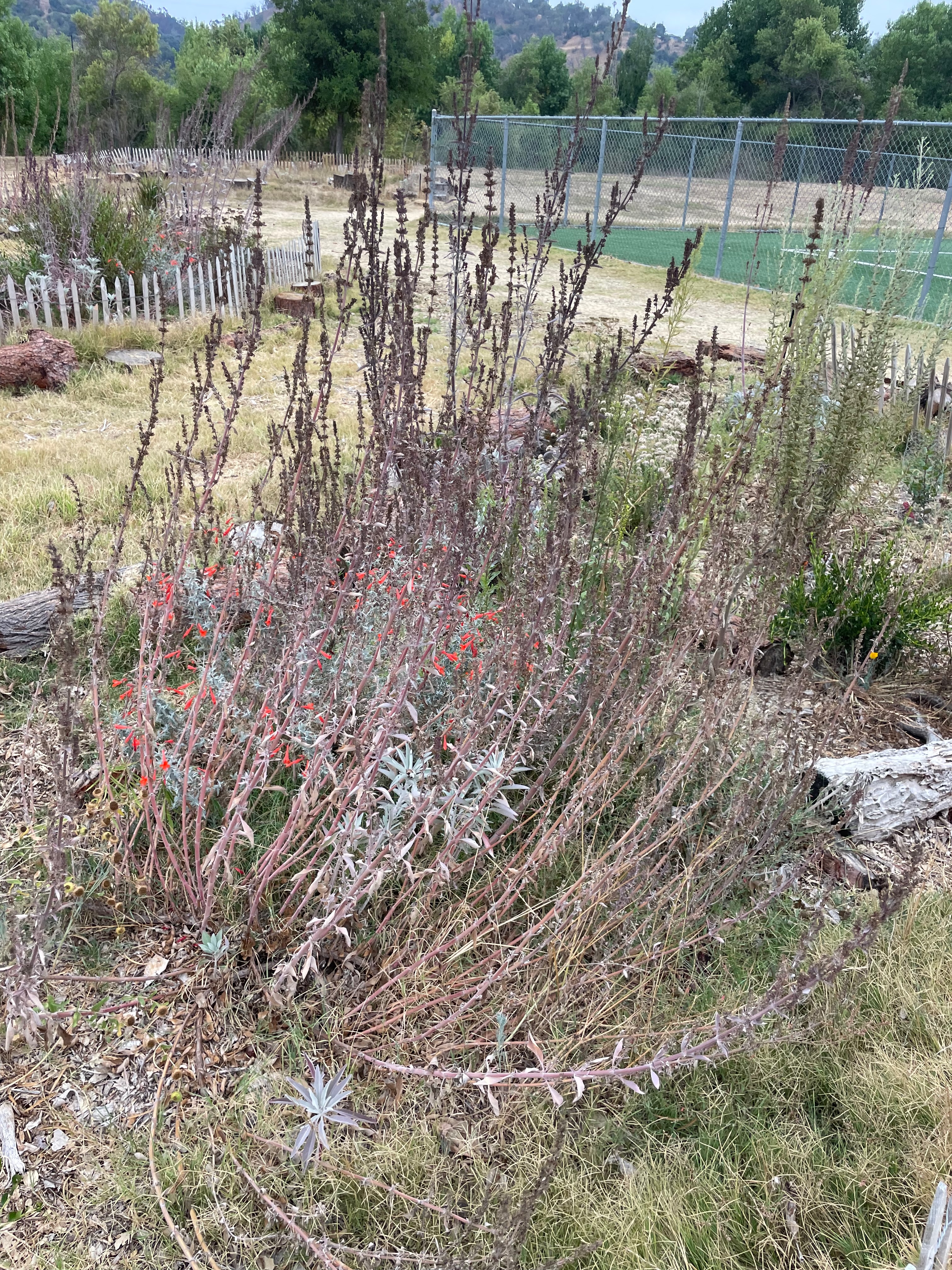 Salvia apiana and Epilobium canum in July