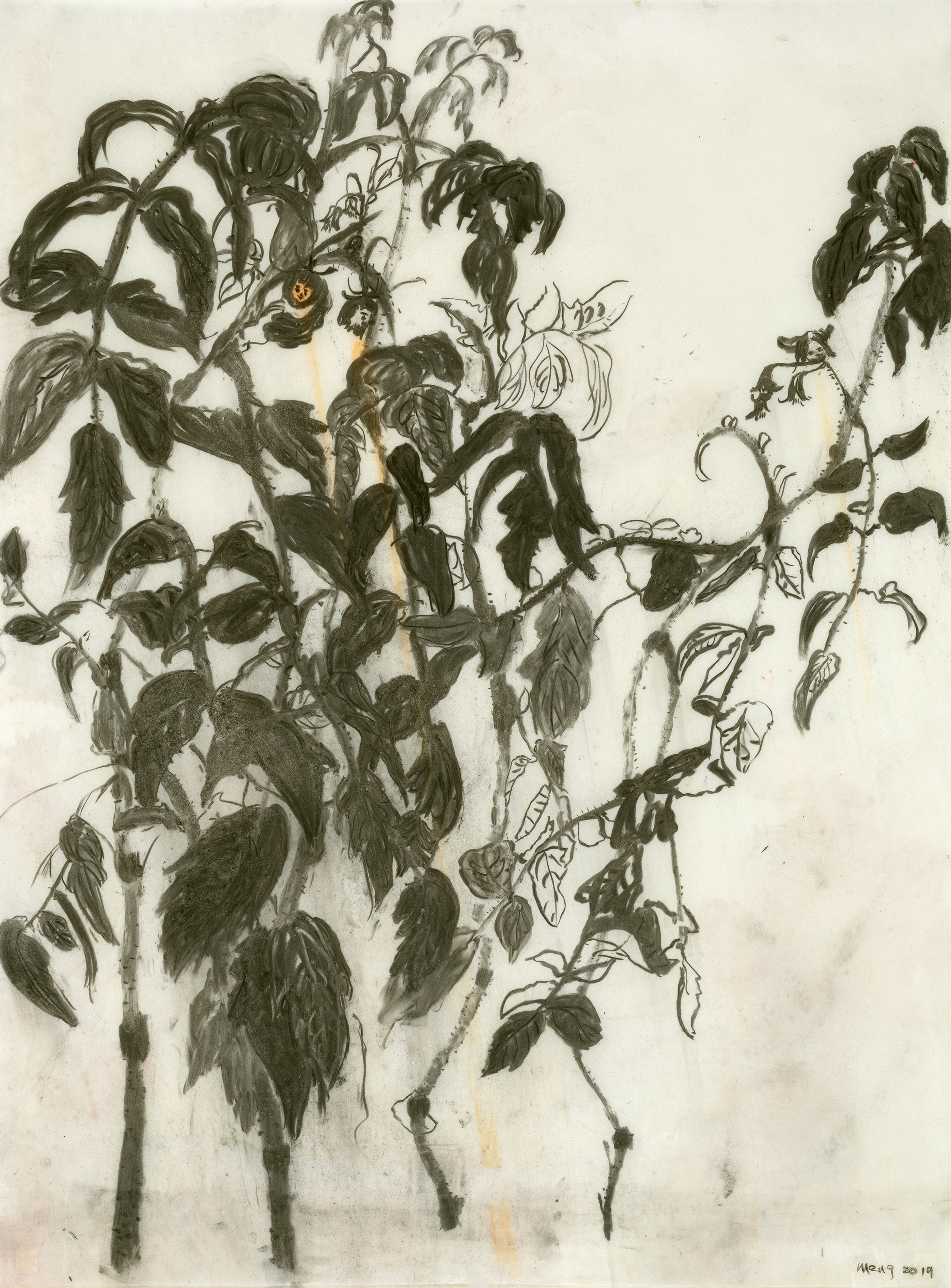 I Have Three Tomaten,120 x 90 cm,2019, charcoal, wax on transparent paper