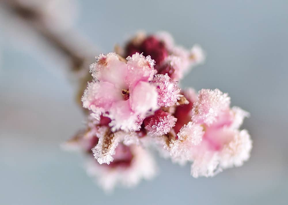 Nr. 197 Glitzerblümchen