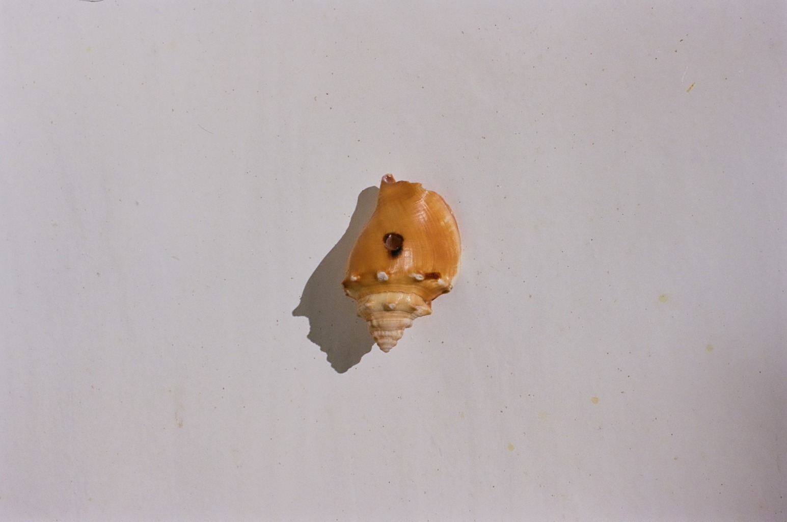 Eli-Bella Wood, Home, pt. 1 (View 1), 2024. Found shell (conch), silicone, water paint