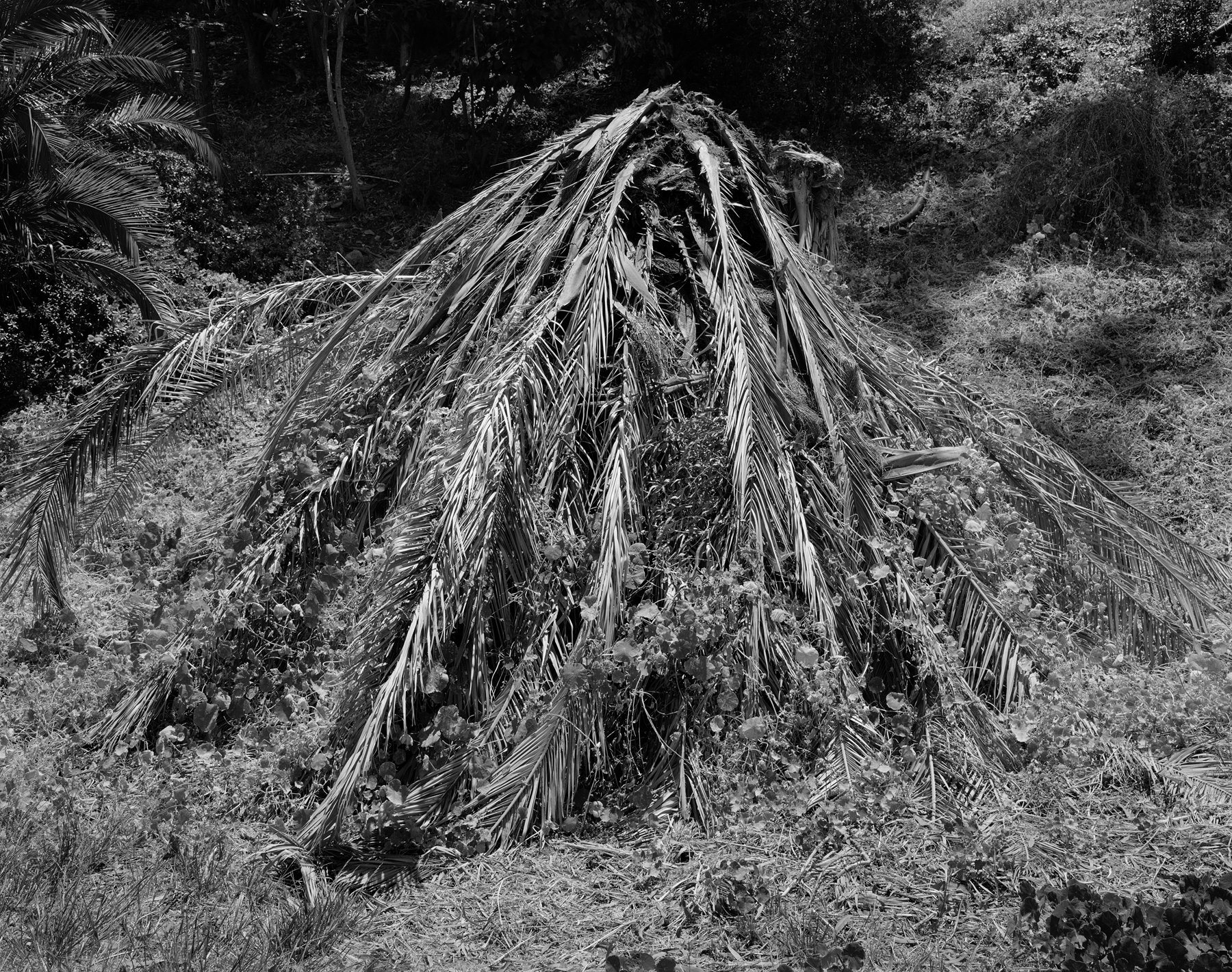 Dead Palm and Nasturtiums, 2023