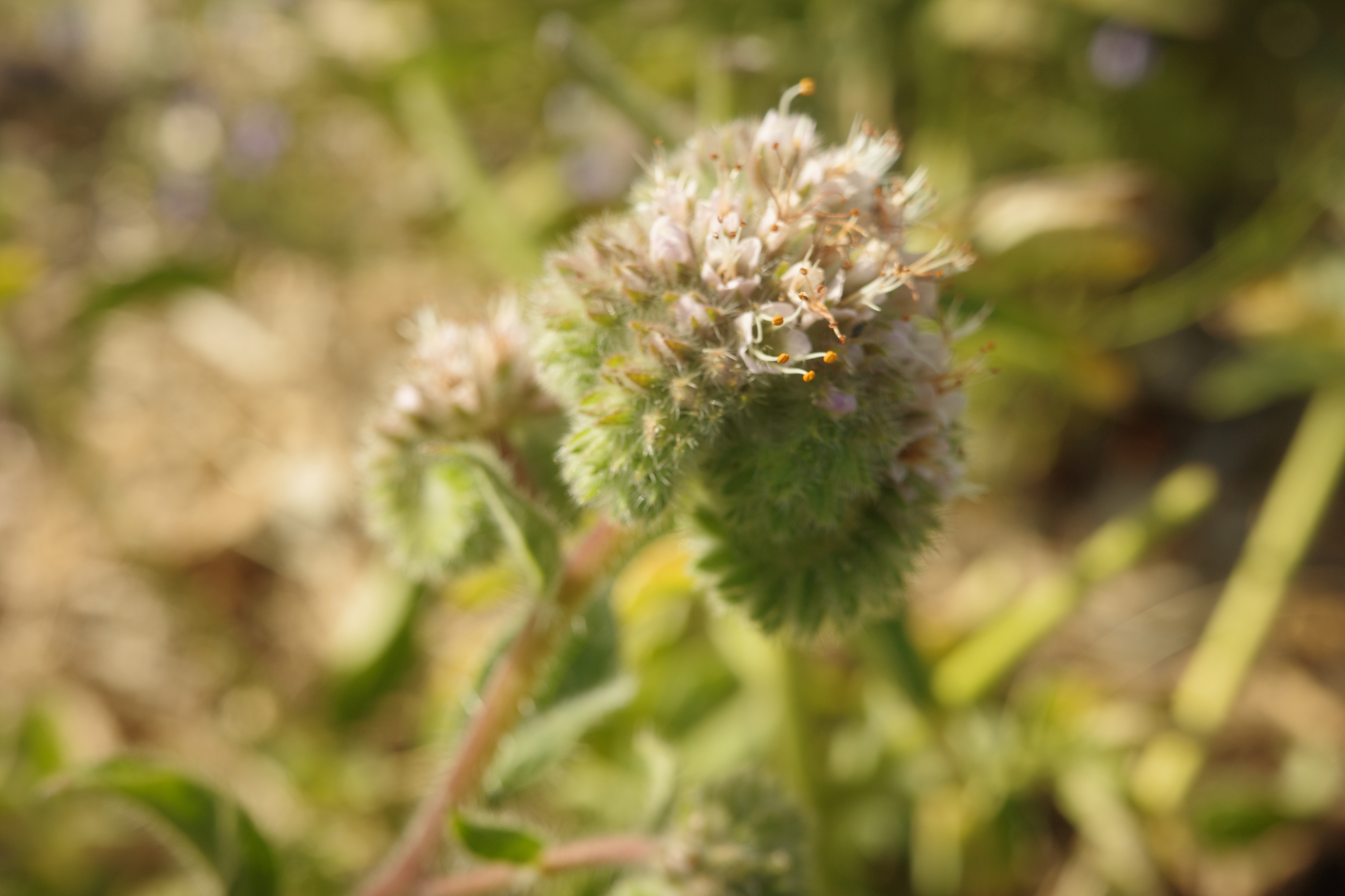 Phacelia imbricata — Imbricate phacelia