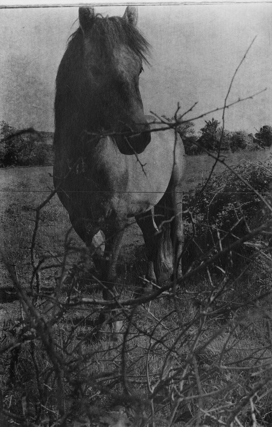 the castle of the cormorants, 4x6" silver gelatin print on expired paper, encaustic on wood