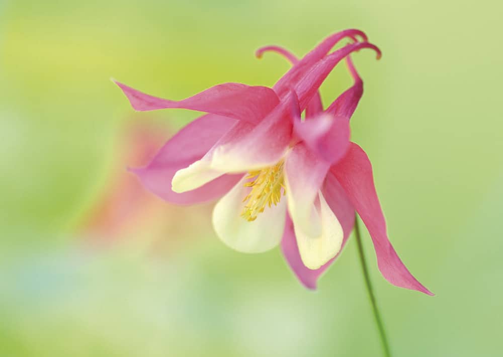 nichrt lieferbar, Akelei