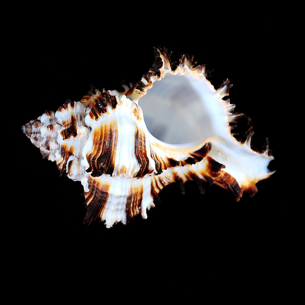 Hexaplex cichoreum (Gmelin, 1791)