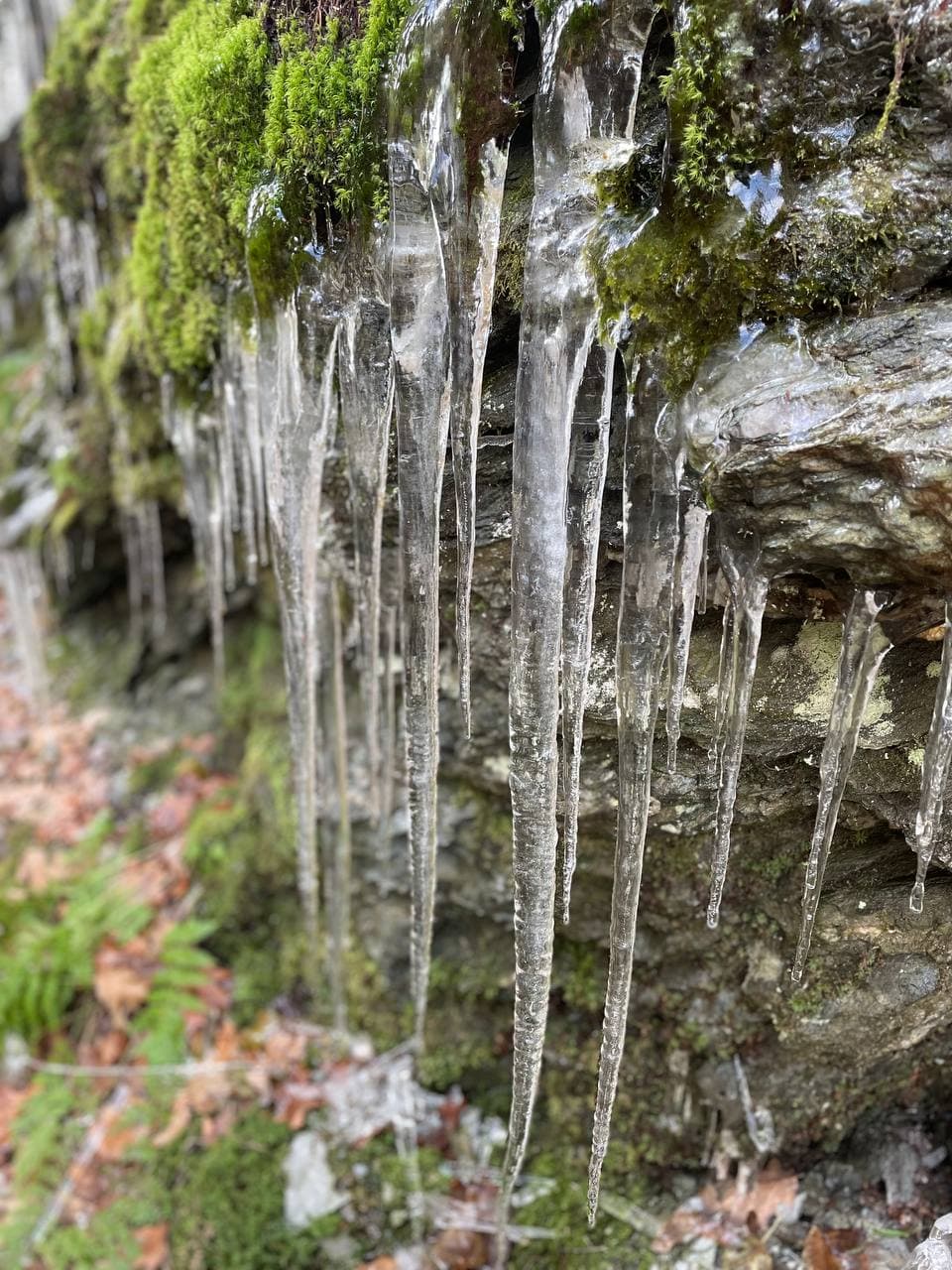 Icicles and hang down from rocks. Green moss adds to the lush appearance.