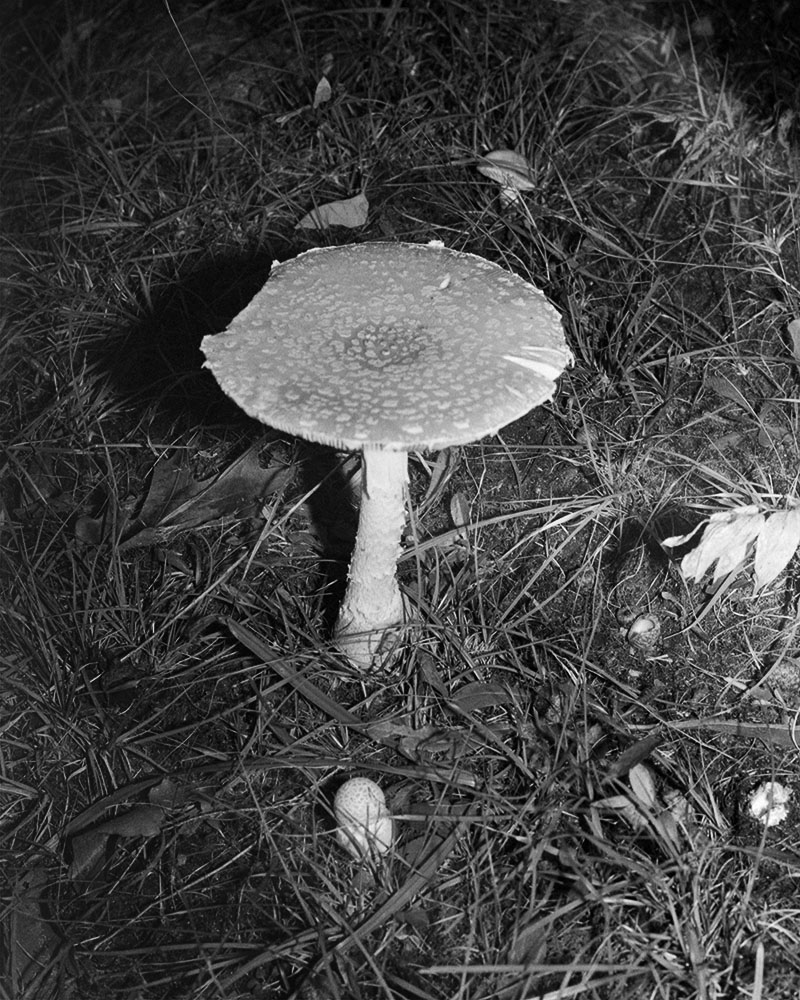 Untitled (In A Bed of Pines), 2021. Archival Inkjet Print, walnut frame. 16x20&rdquo;