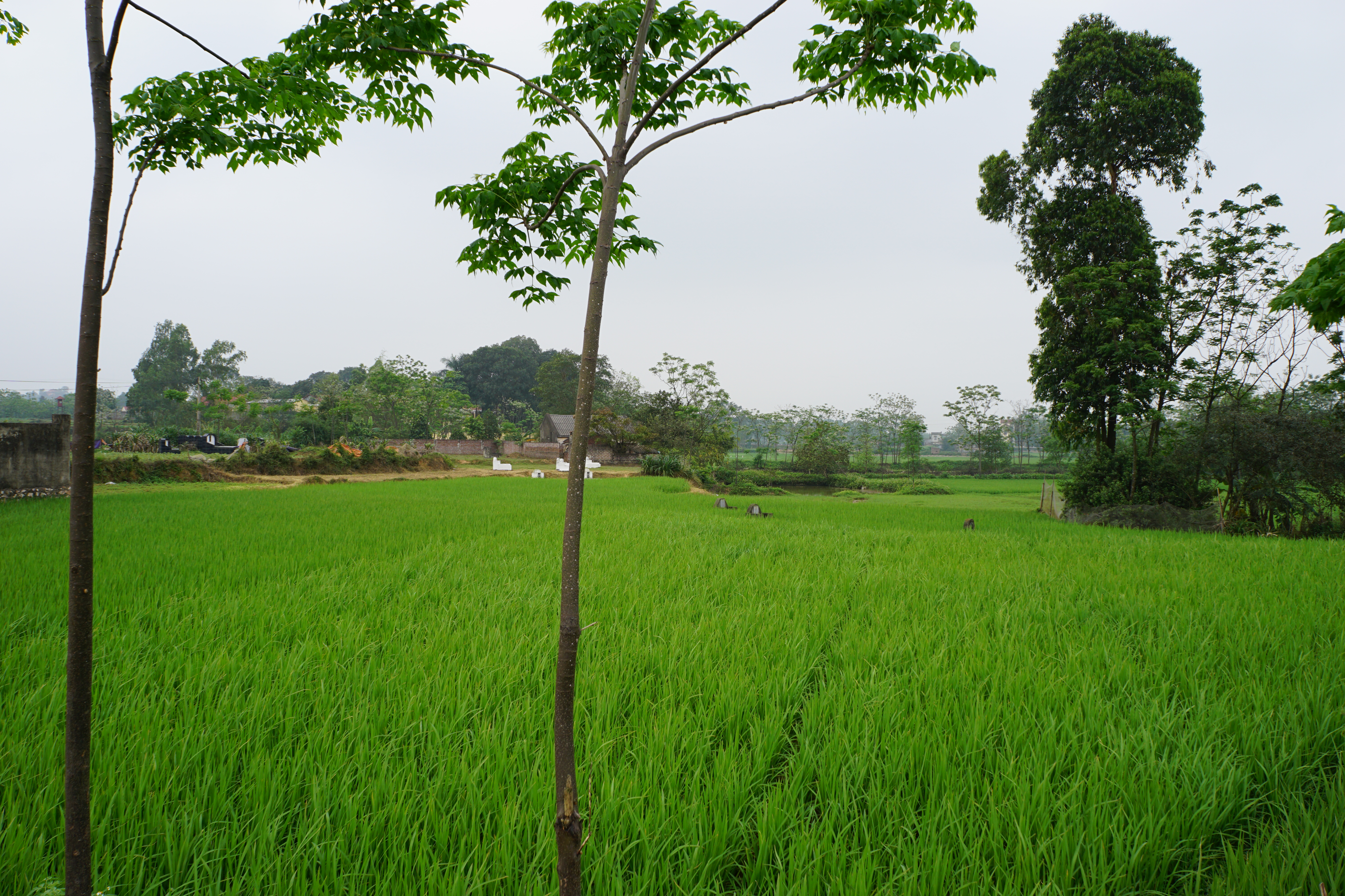 Hội An, Vietnam 2017