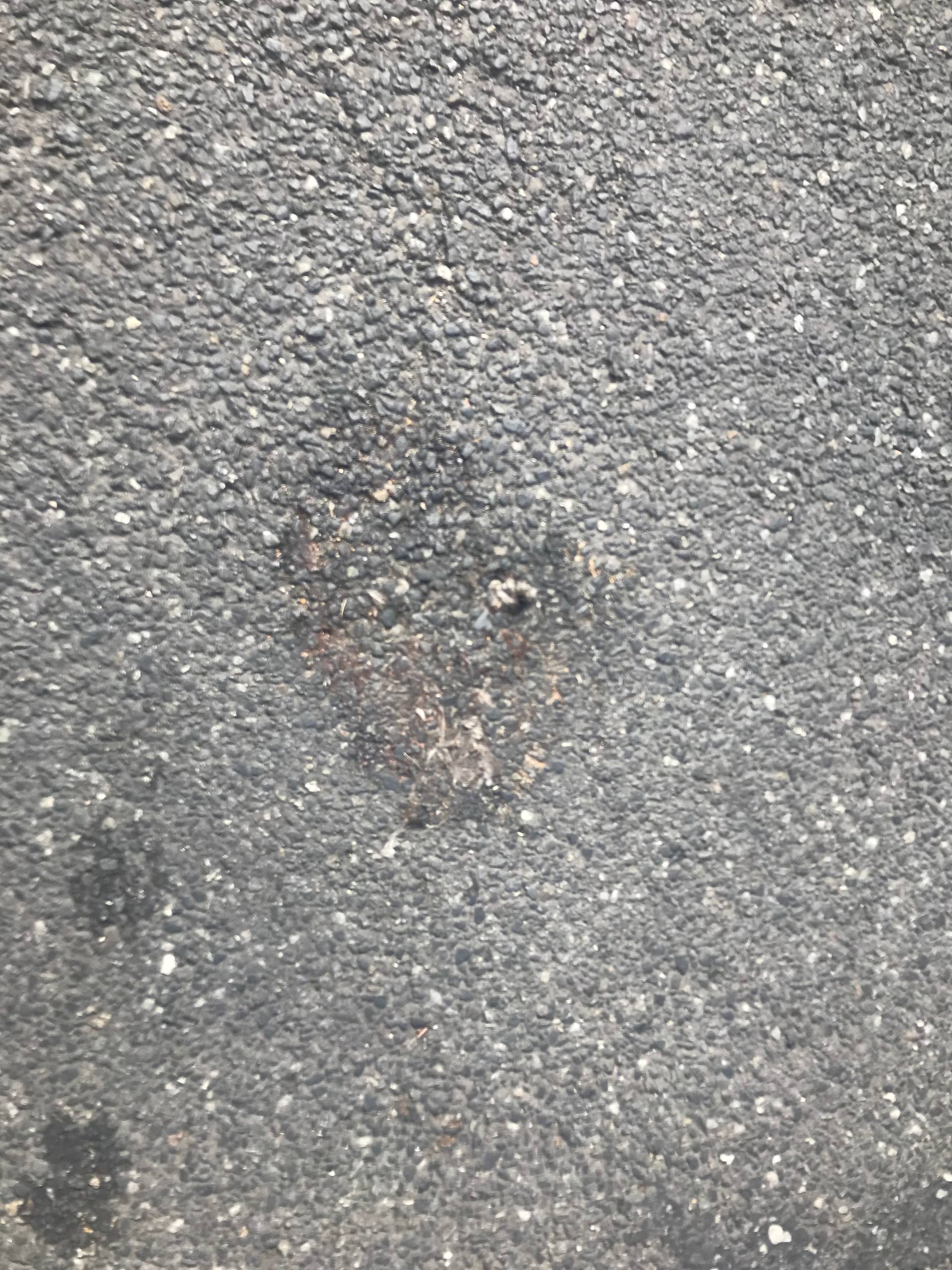 trace of pigeon on asphalt after removal