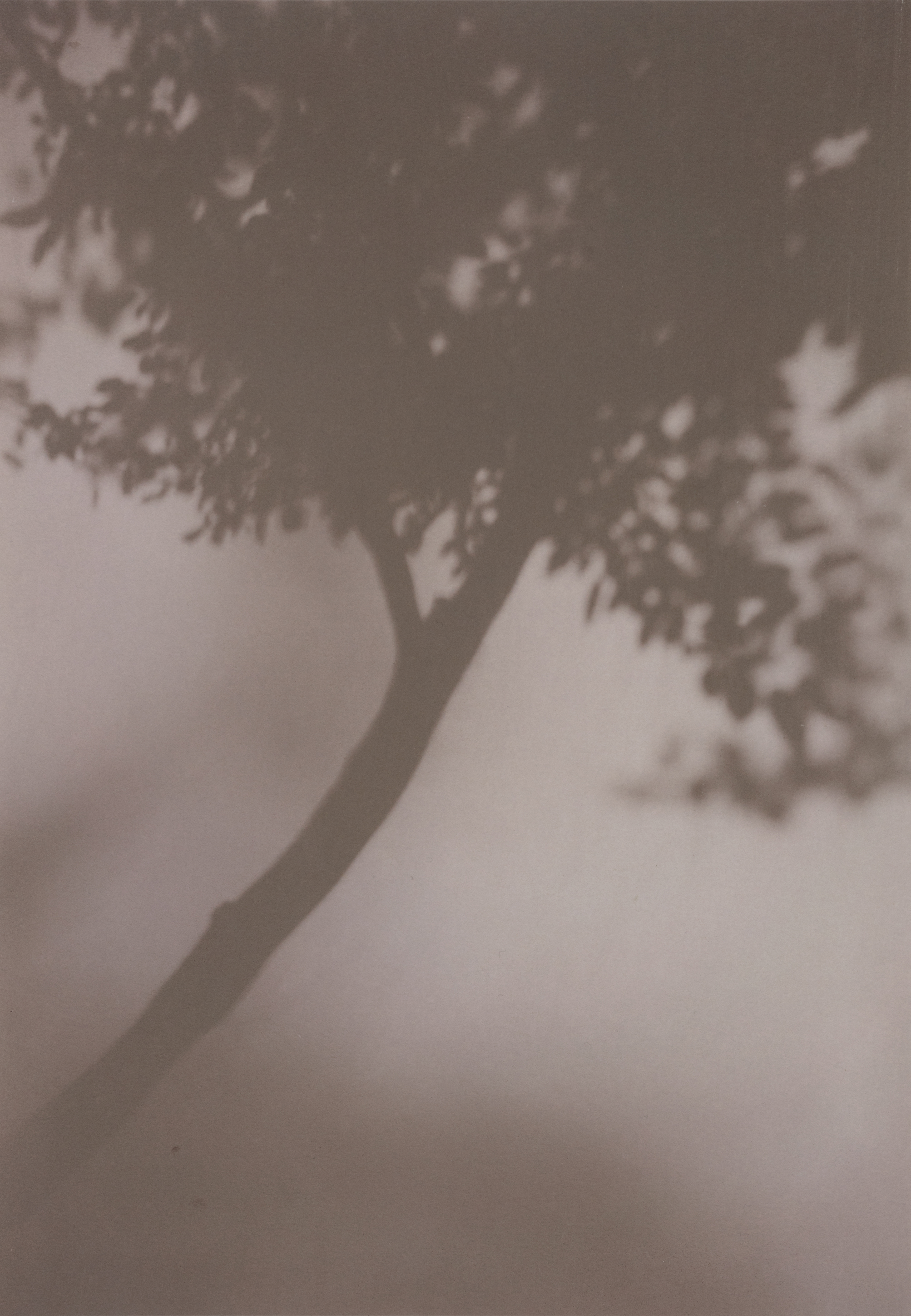 Plum Tree, Mildred's Lane — 9.5 x 13.5 in — Persimmon-toned Cyanotype on Arches paper