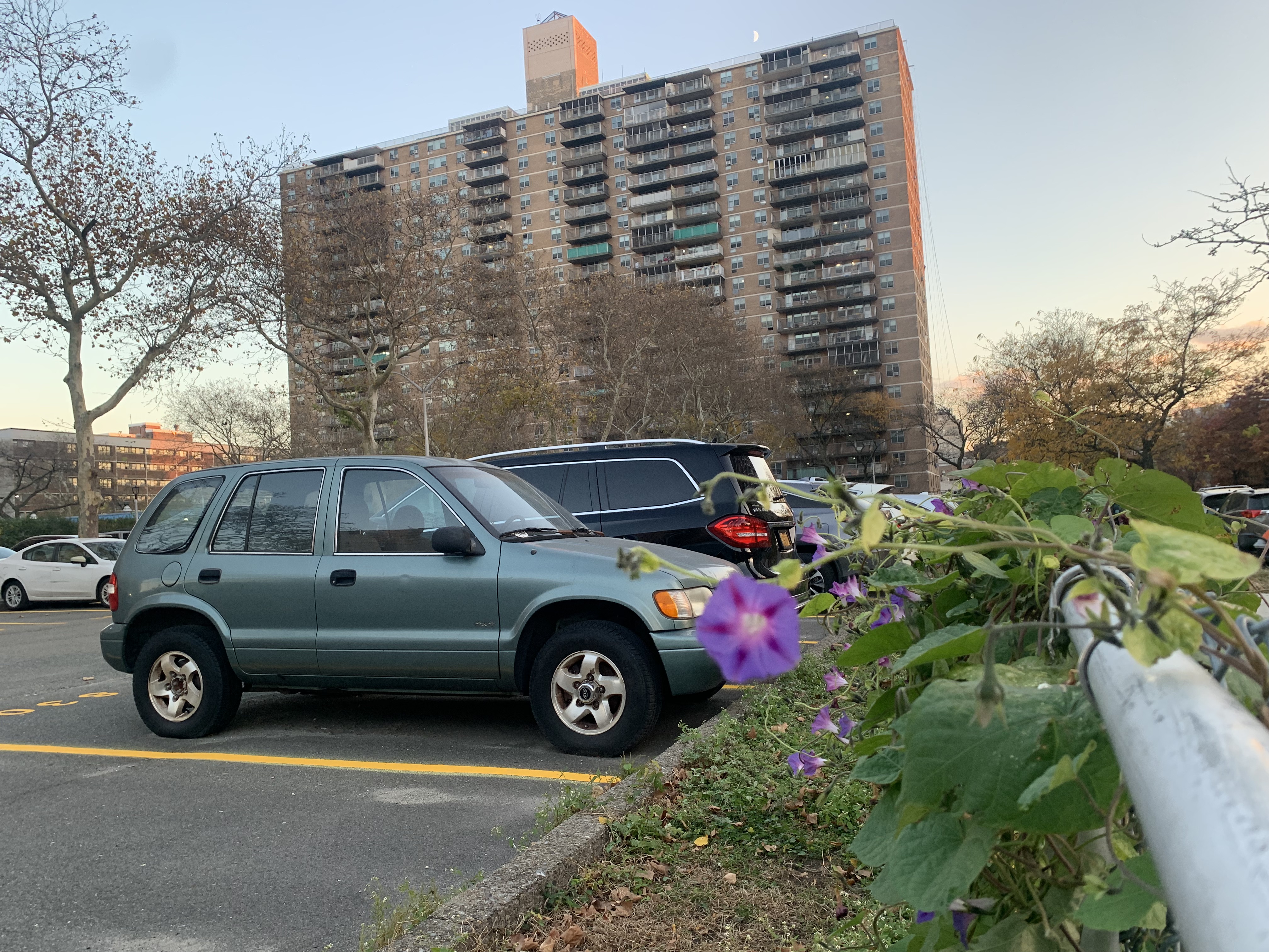 The last blooming morning glory of the year. Facing south towards building #2.