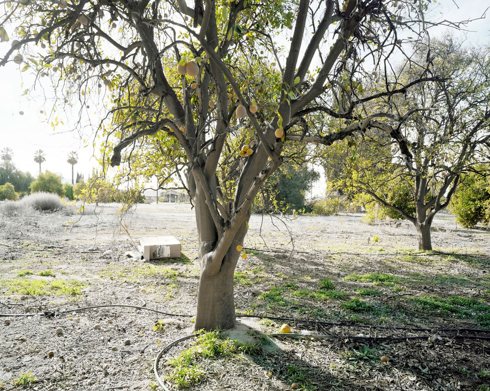 Mark Ruwedel Orchard #27C, 2022 2022 ©Mark Ruwedel