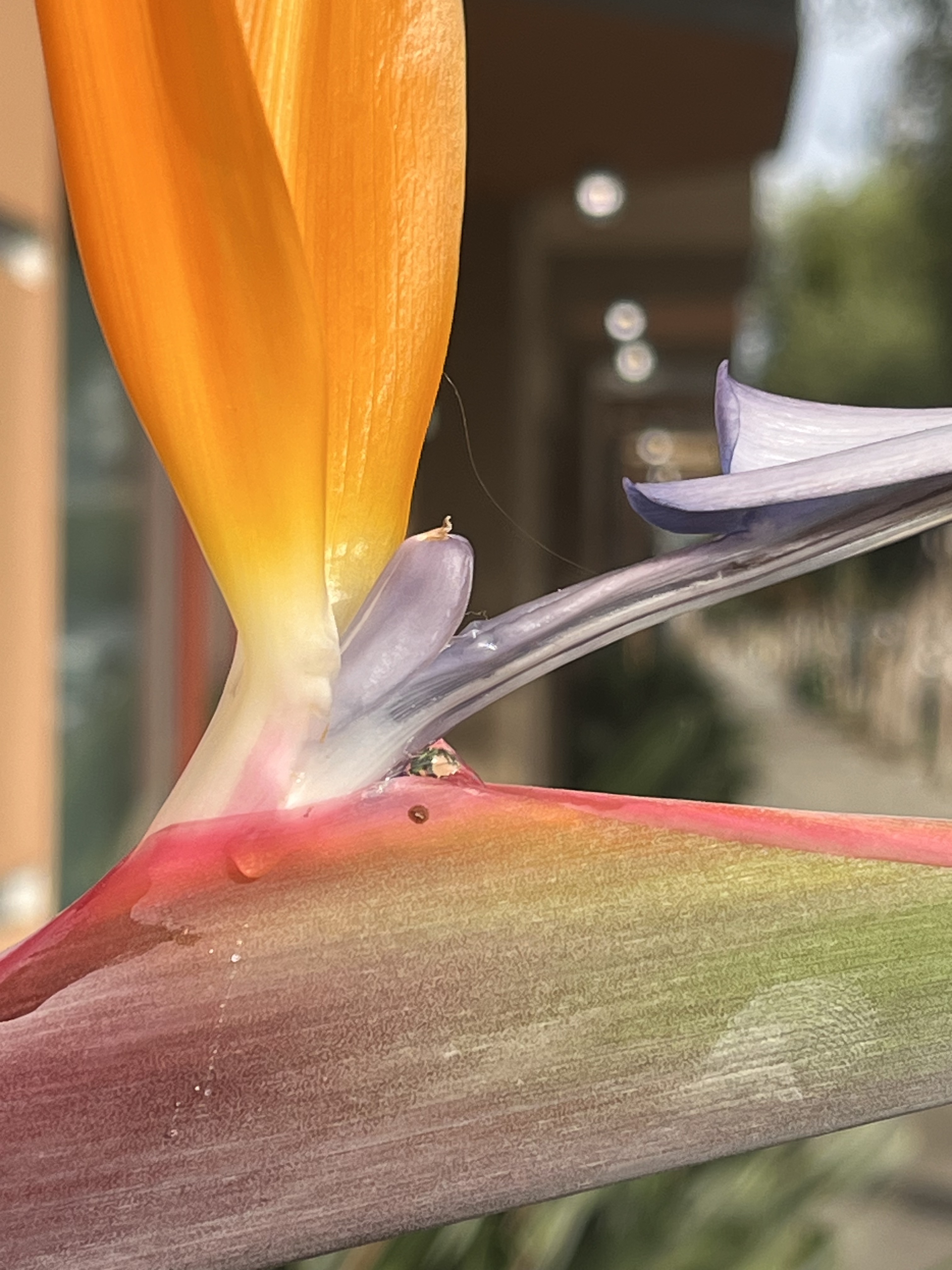 Inspo: Bird of Paradise