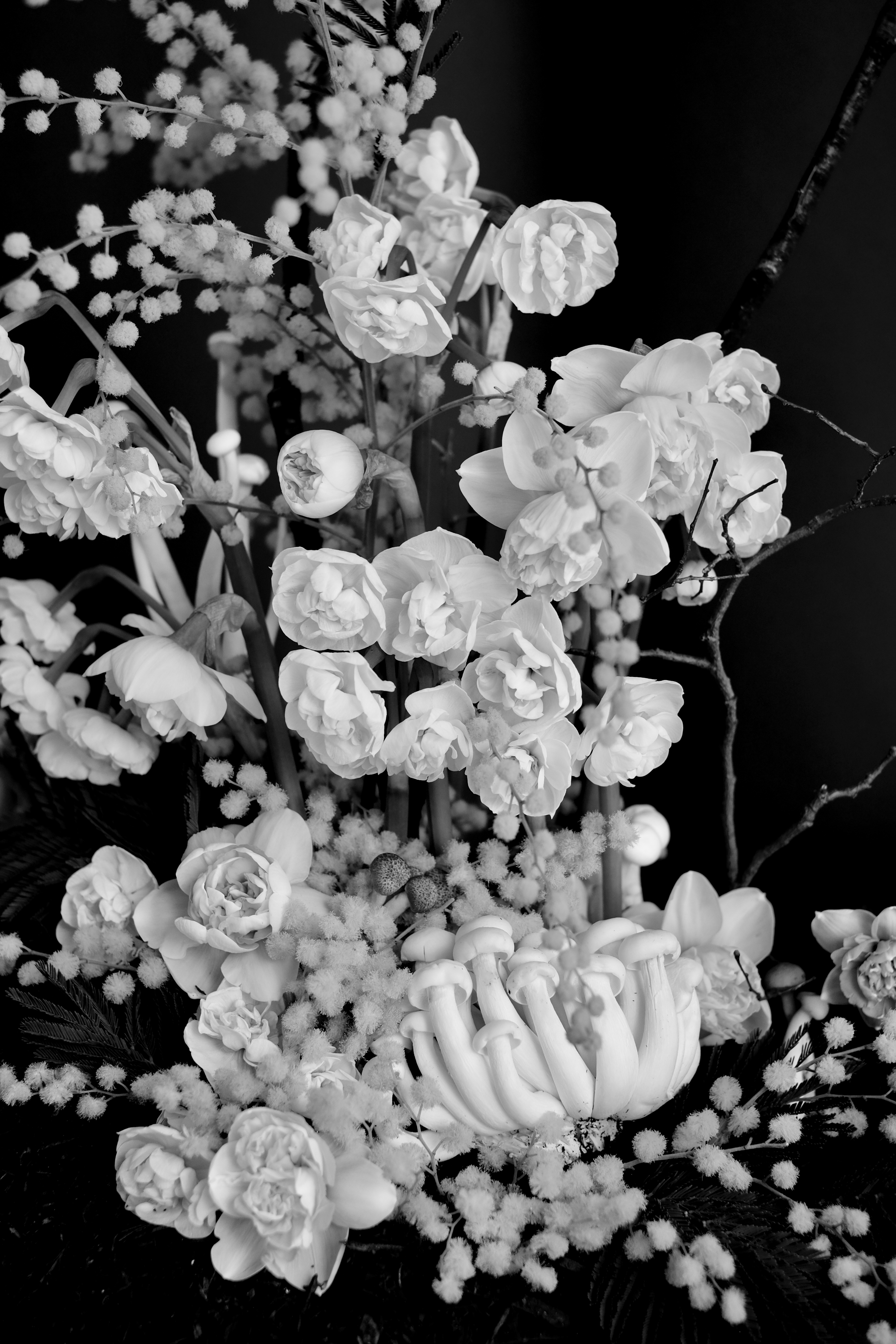 Numo Studio x Launch