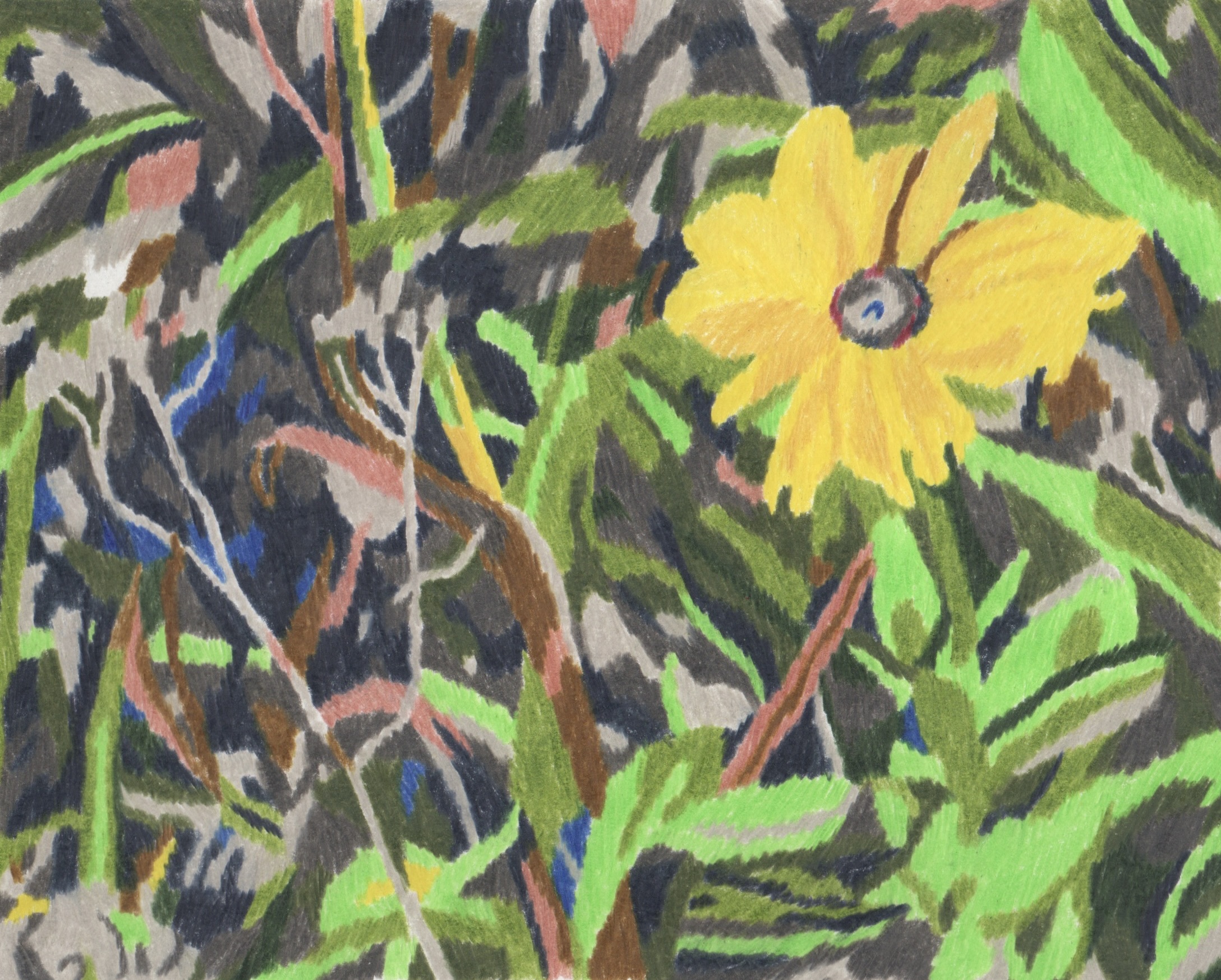 Yellow flower, coloured pencil on paper