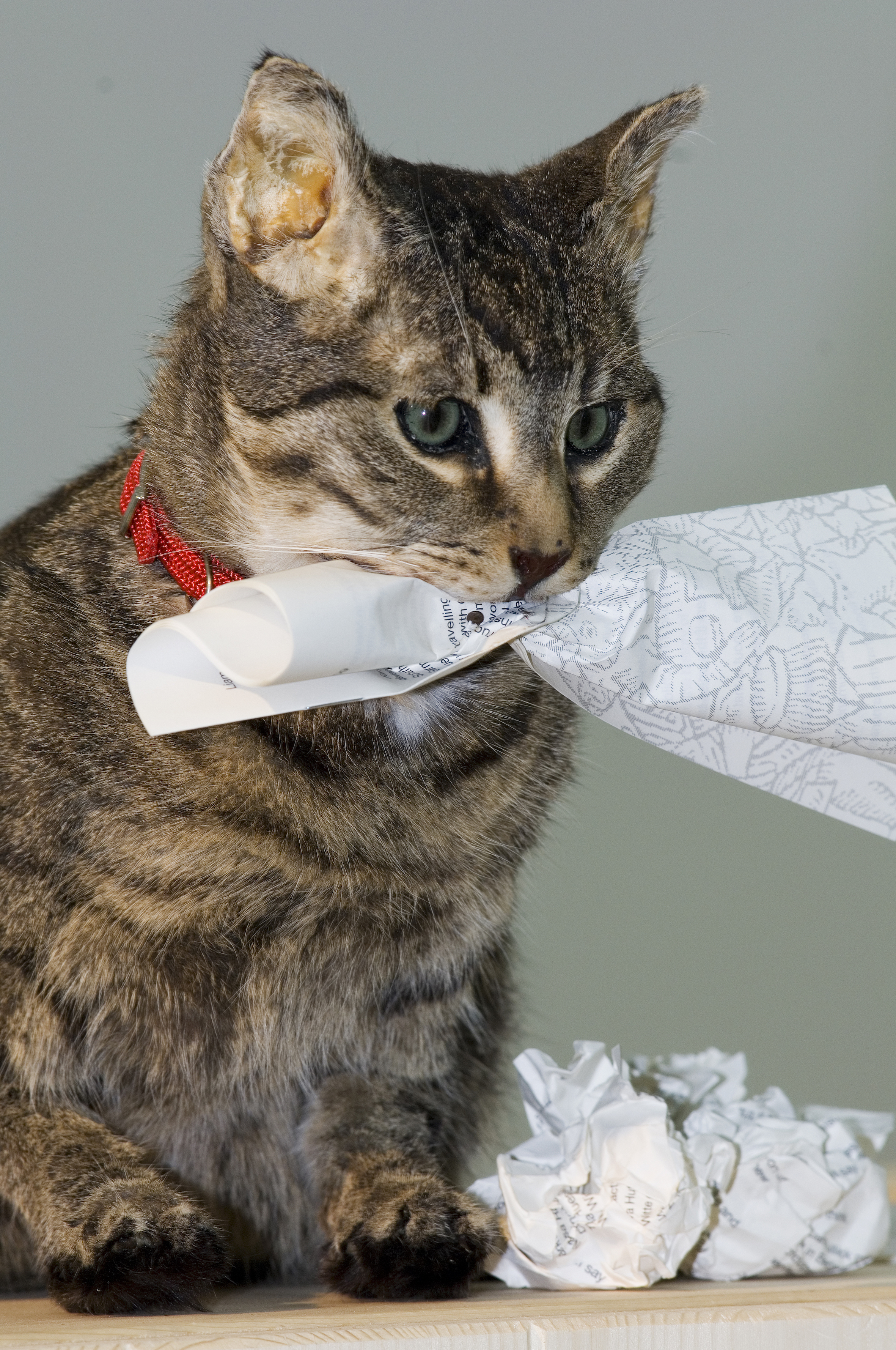 How are you going to behave: A Kitchen cat speaks, 2009 53rd Venice Biennale, German Pavilion