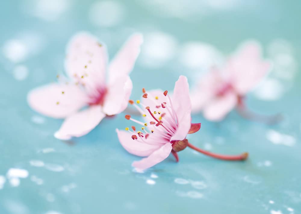 Nr. 205 Prunus cerasifera / Frühlingshauch