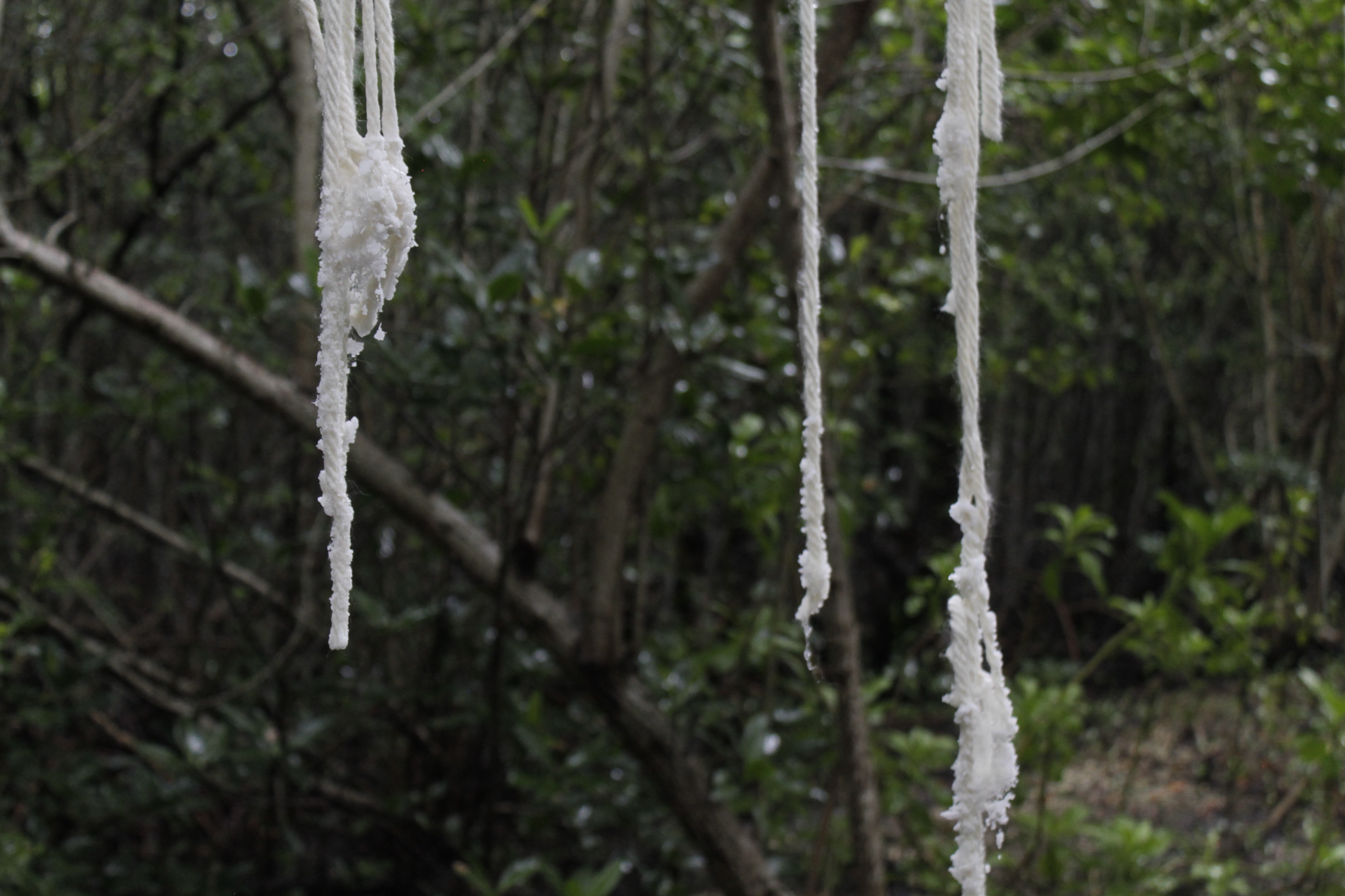Untitled (Chapman Field)