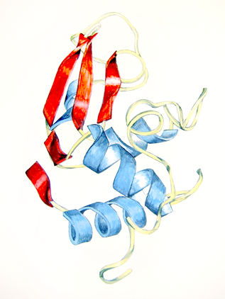  Rybonuclease. 2005. Acrylic.