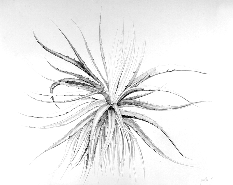 Title: "Puya Venusta Study" Media: Graphite. Size:8.5 x 11