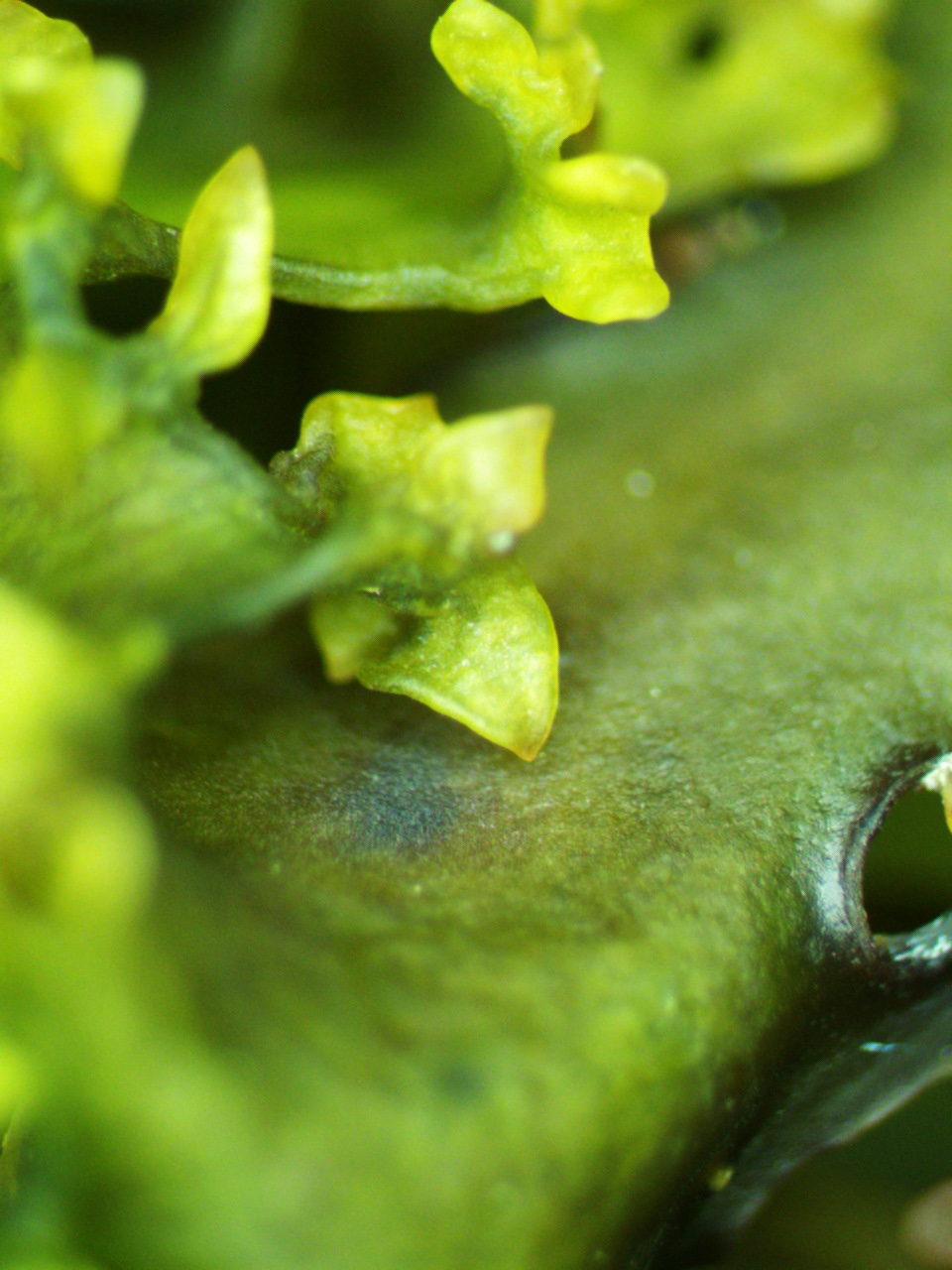 Aster Reem David, images from an ongoing series &rsquo;TheMicroLab&rsquo;. Image courtesy of the artist.