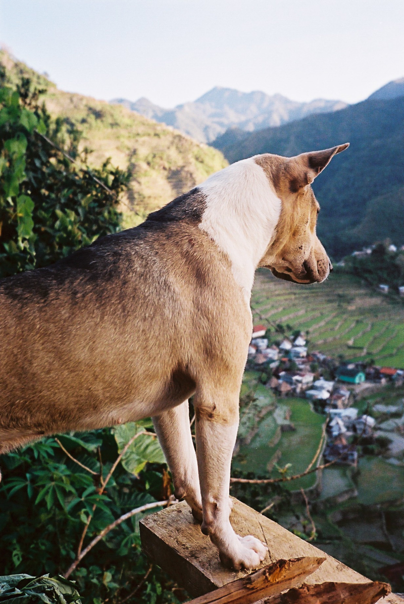 Double Barrel Alpha (Philippines)