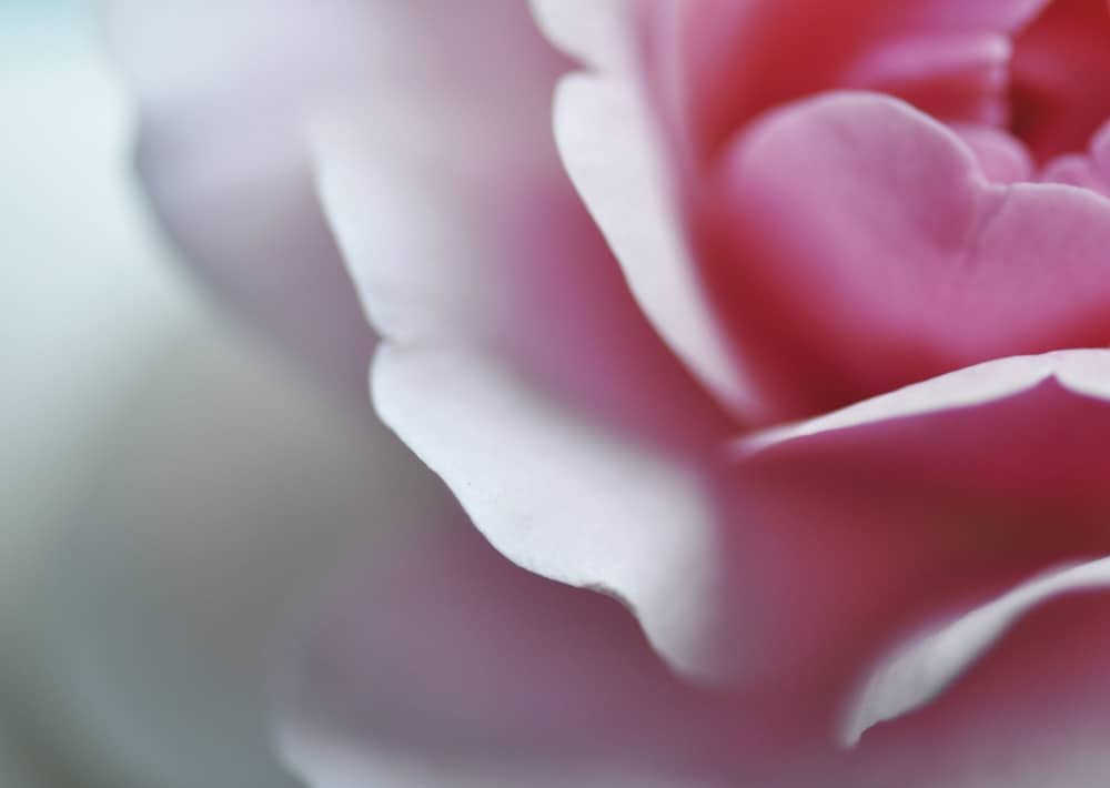 nicht lieferbar, Strauchröschen