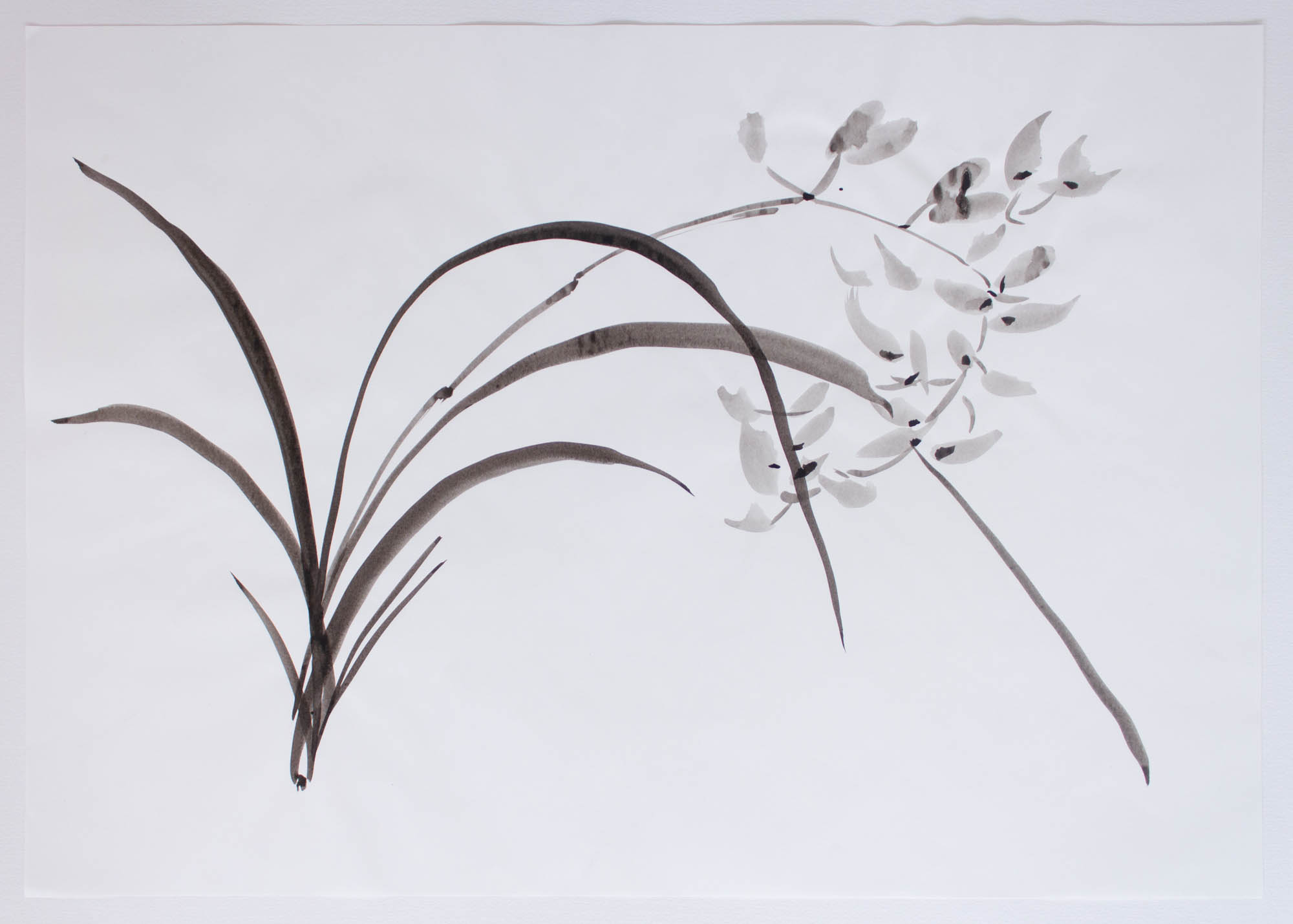 Orchid, Sumi-e, 2018, 30x42cm