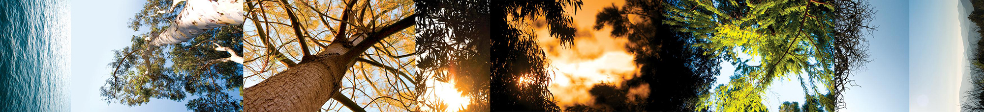 Tree by Tree, from Sea to Mountains, 2008. Permanent Public Art Installation for the Registrar Recorder/County Clerk, Santa Fe Springs, Los Angeles County, CA. 