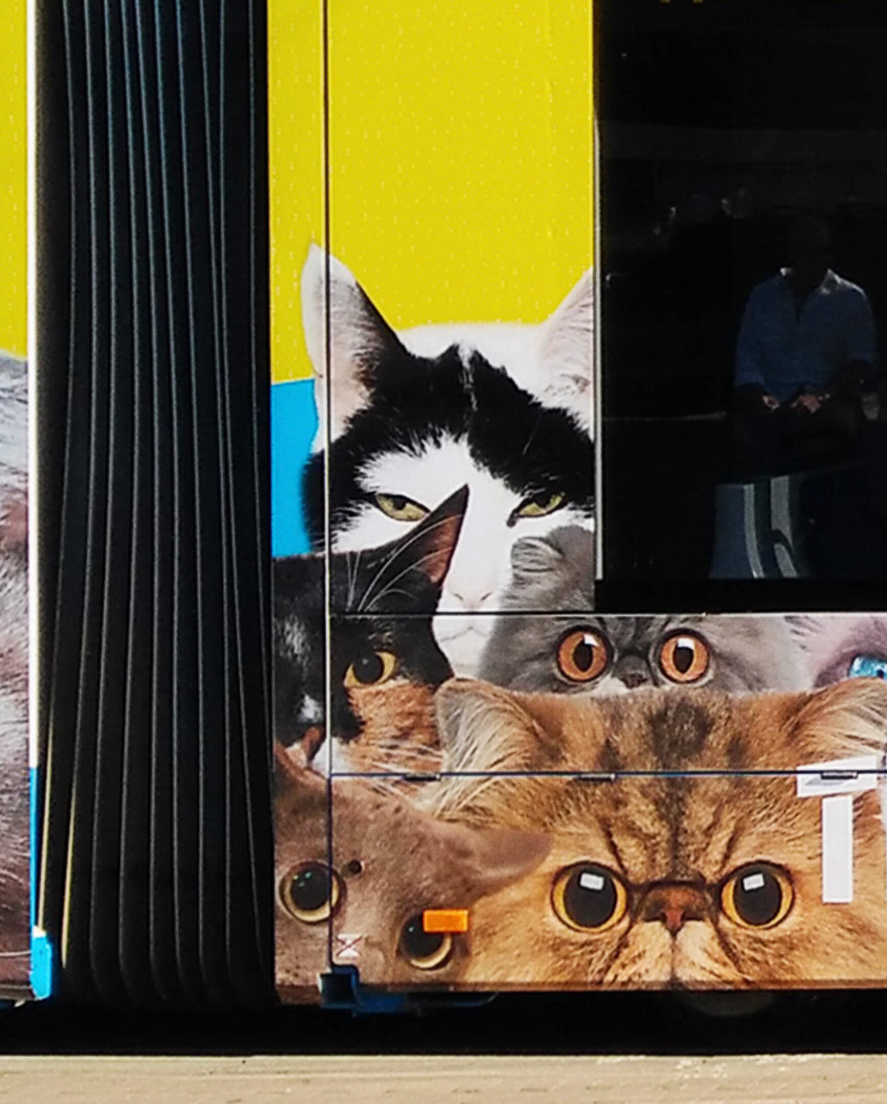 30 days of fame for my cat Minoes