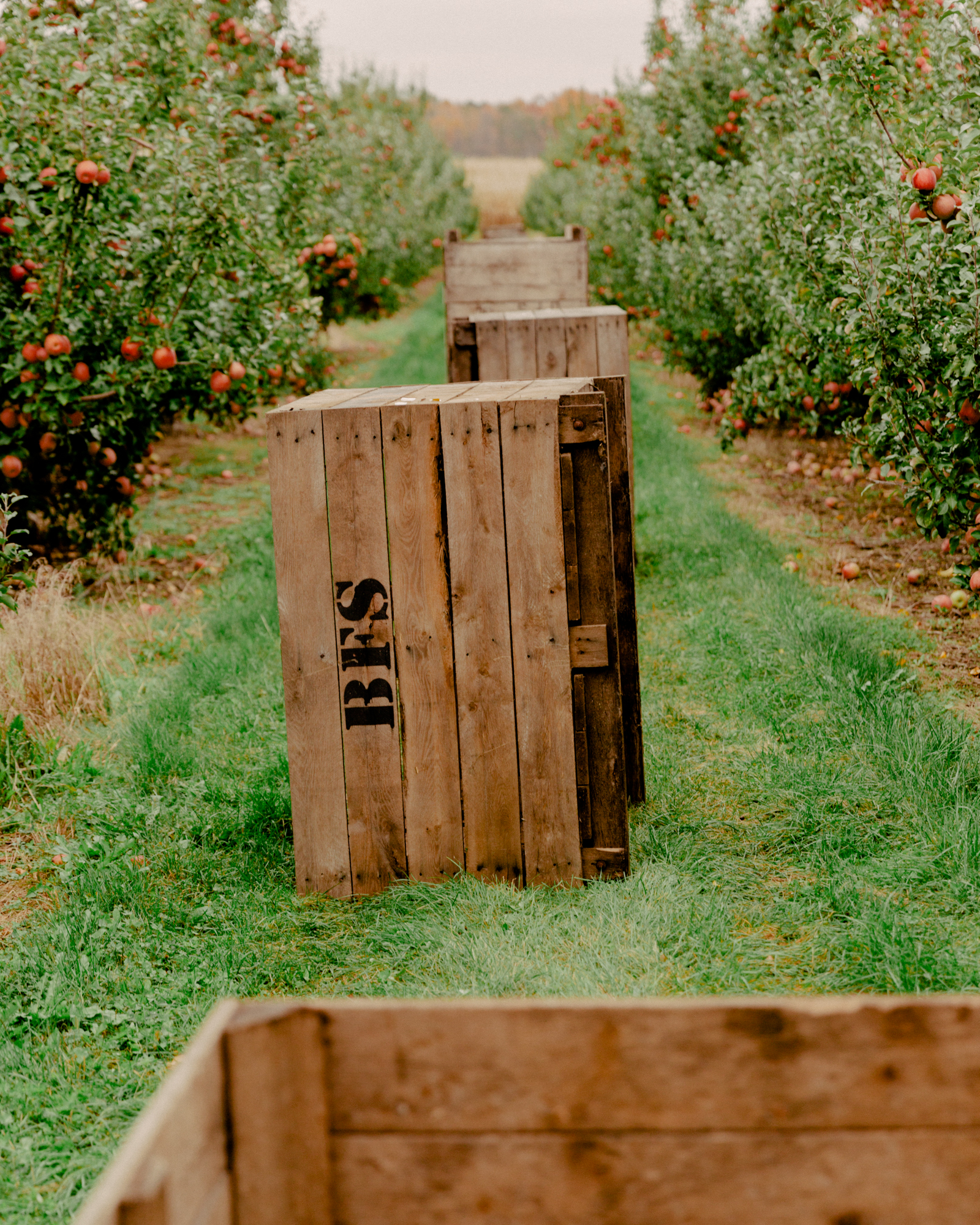 Here.co | Apple Processing