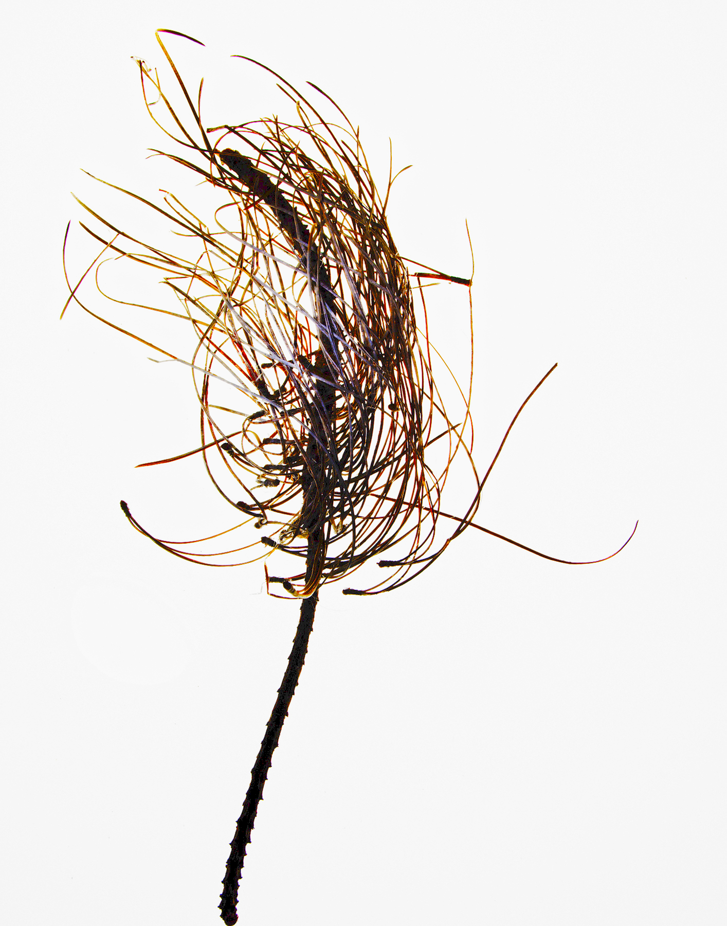 Yosemite Still Life, 2006