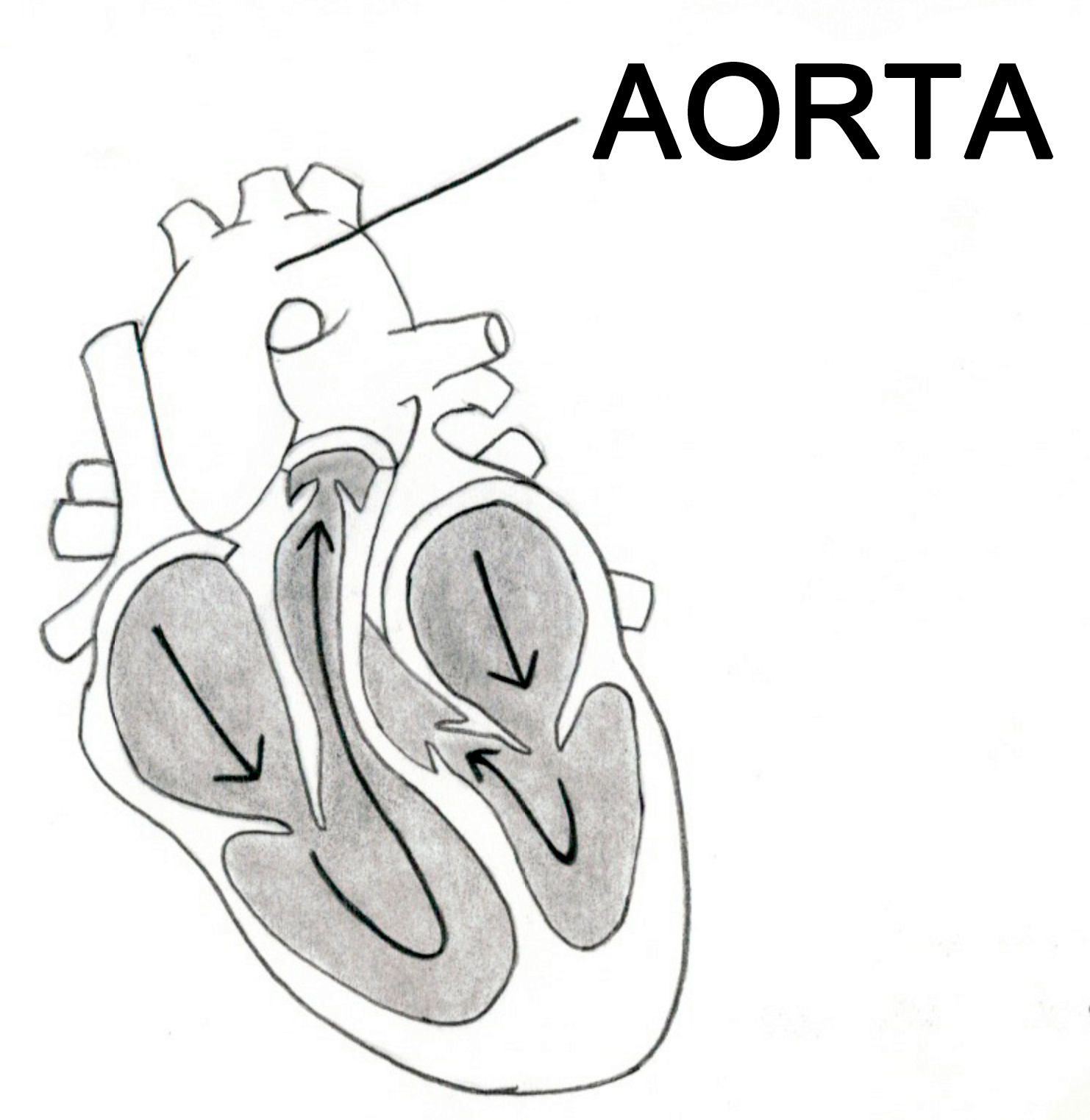 A simplified black and white drawn diagram of a human heart with shaded chambers is labeled with arrows corresponding to the movement of blood. The Aorta is labeled in bold black text all of which is on a white background.