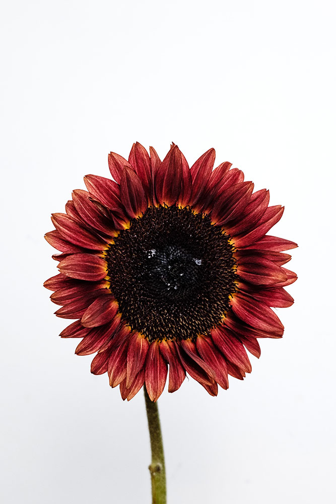 original image by Matt Reiter