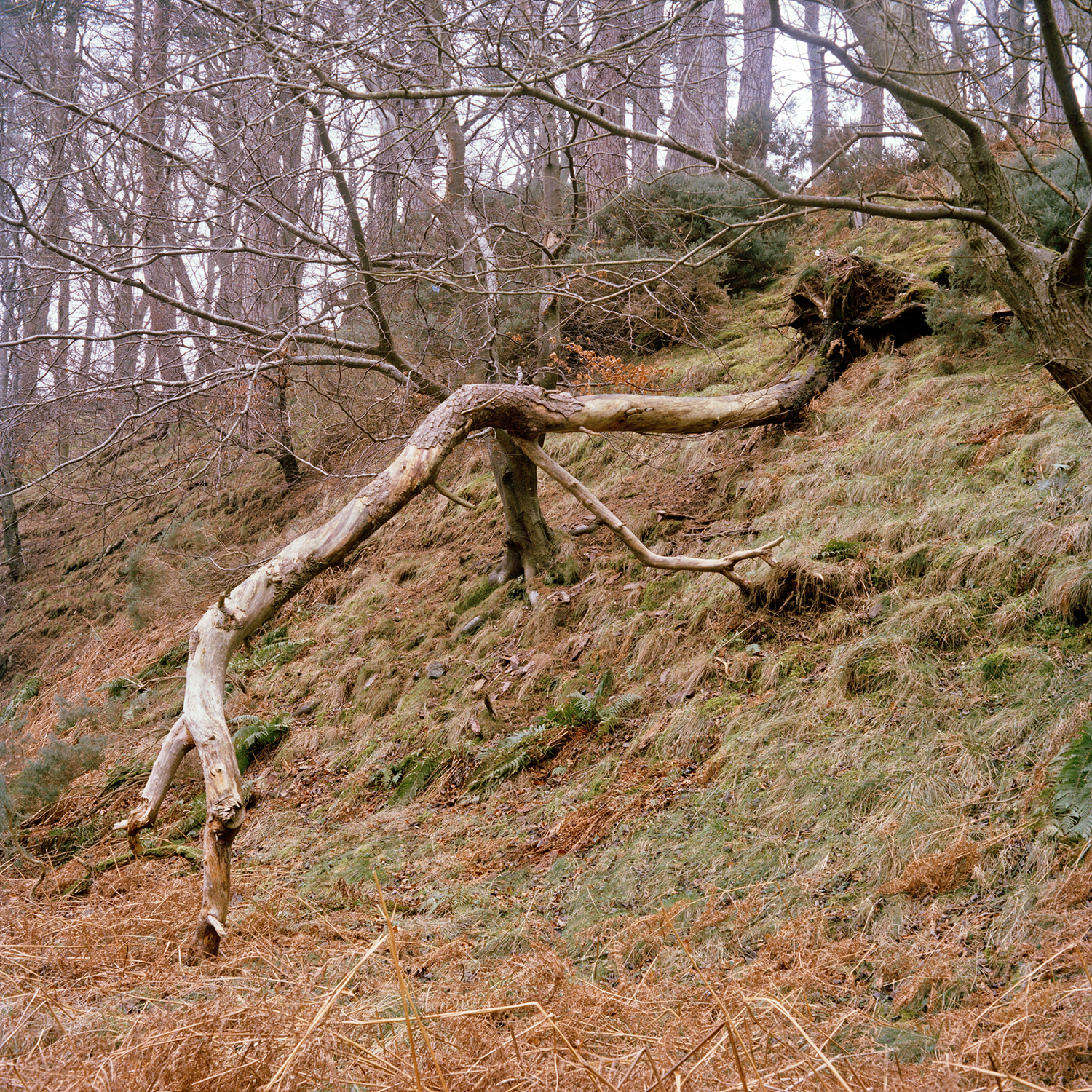 55°53’32”N 3°15’48”W