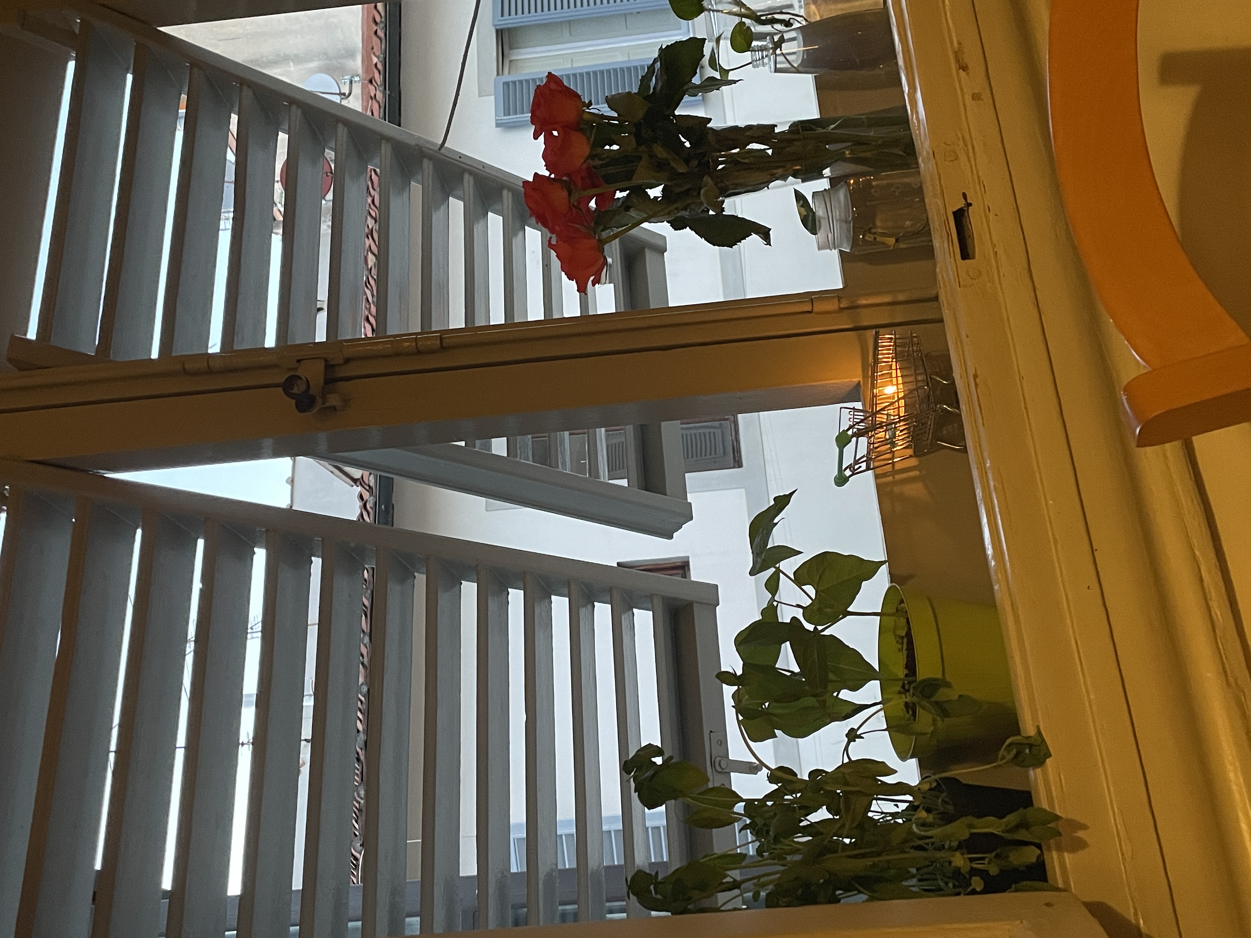 my windowsill in florence