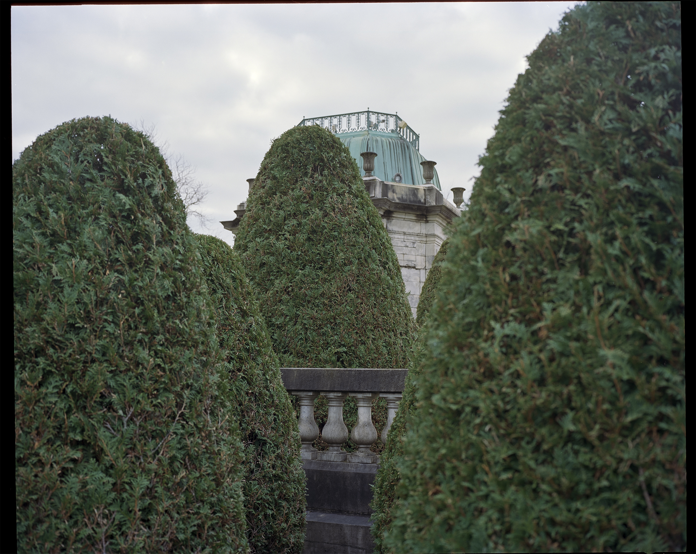 Large pruned bushes at the garden at the Elms. Newport, Rhode Island, USA, 2021.