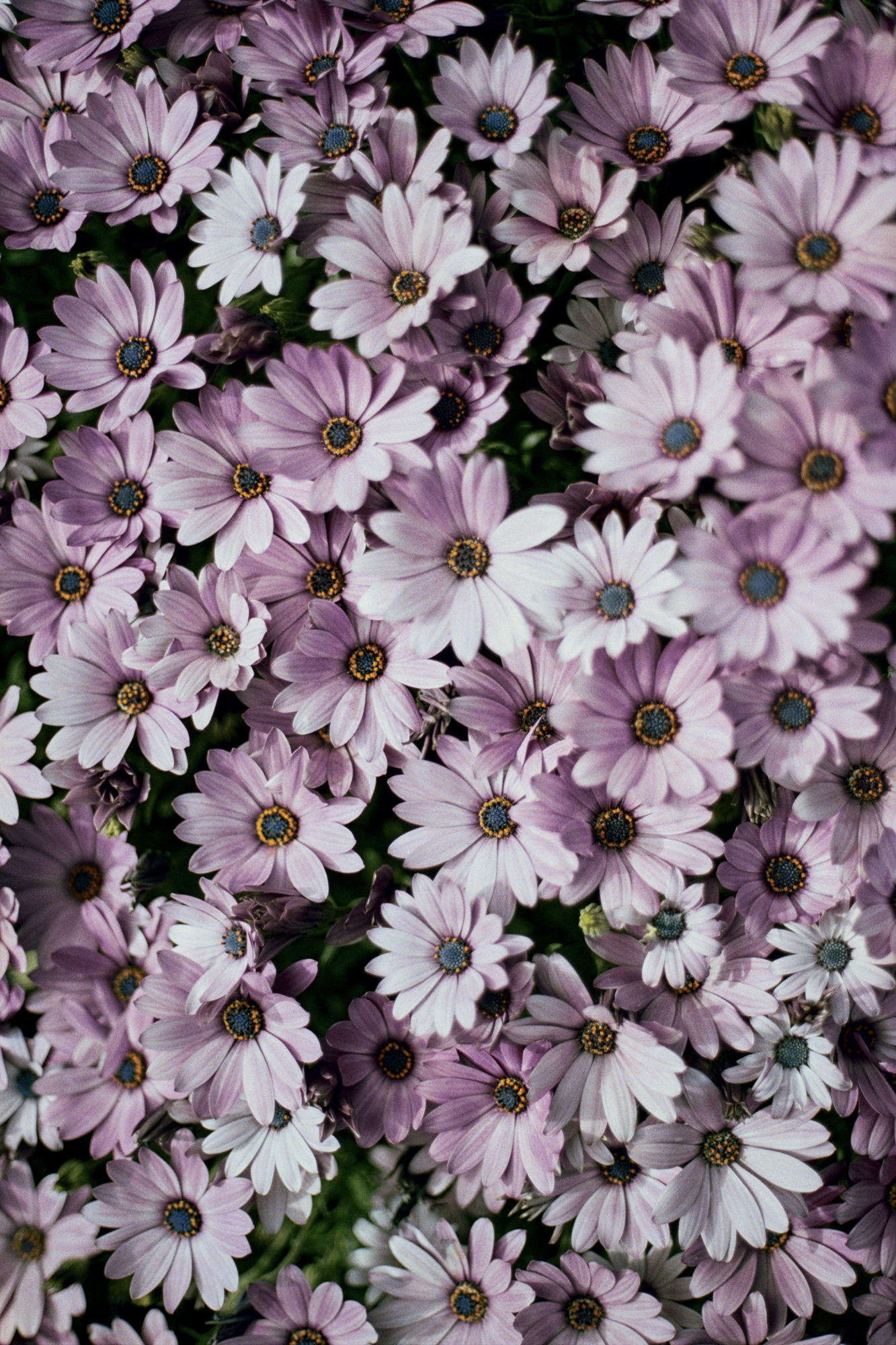 pink flowers