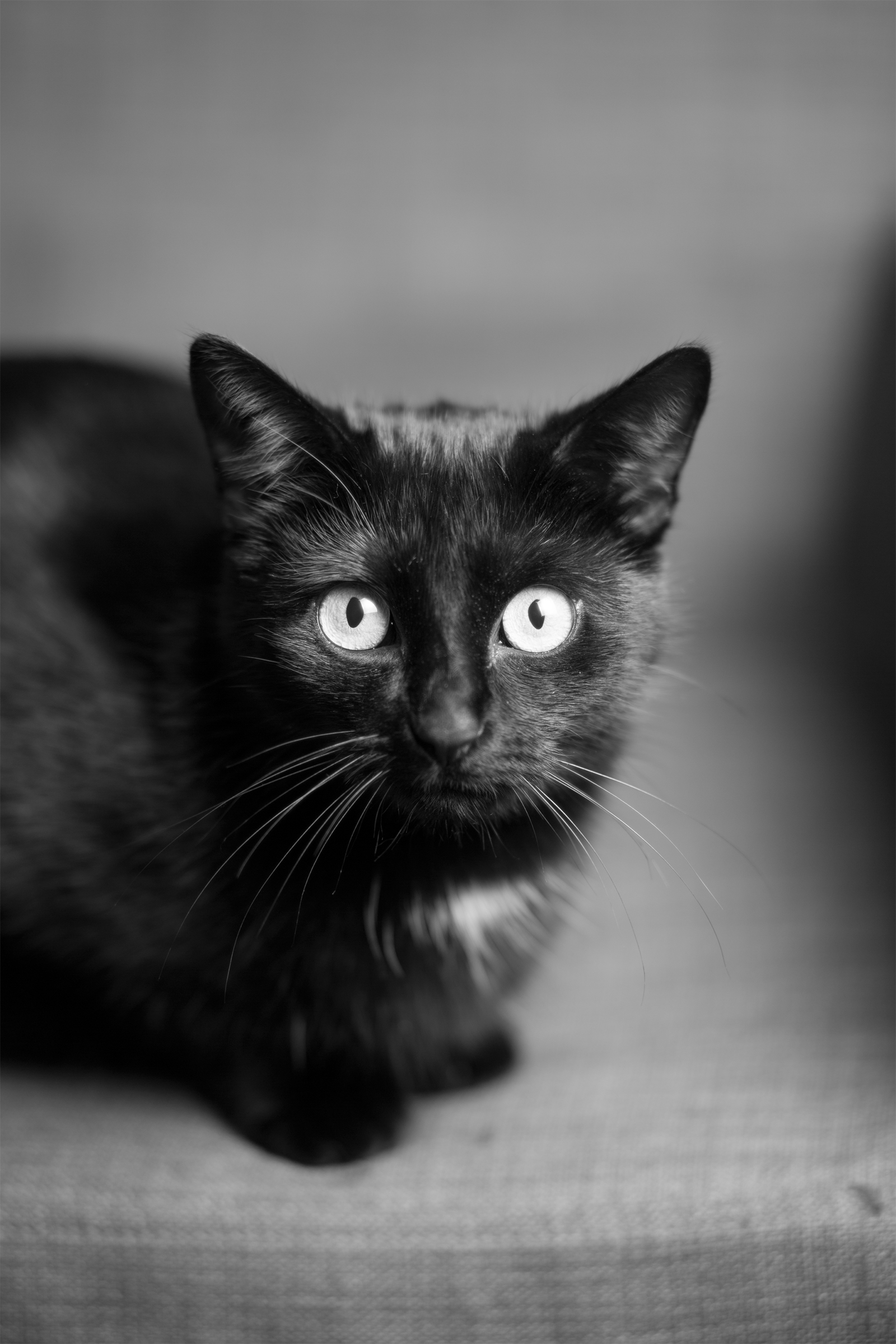 Portrait, non datée