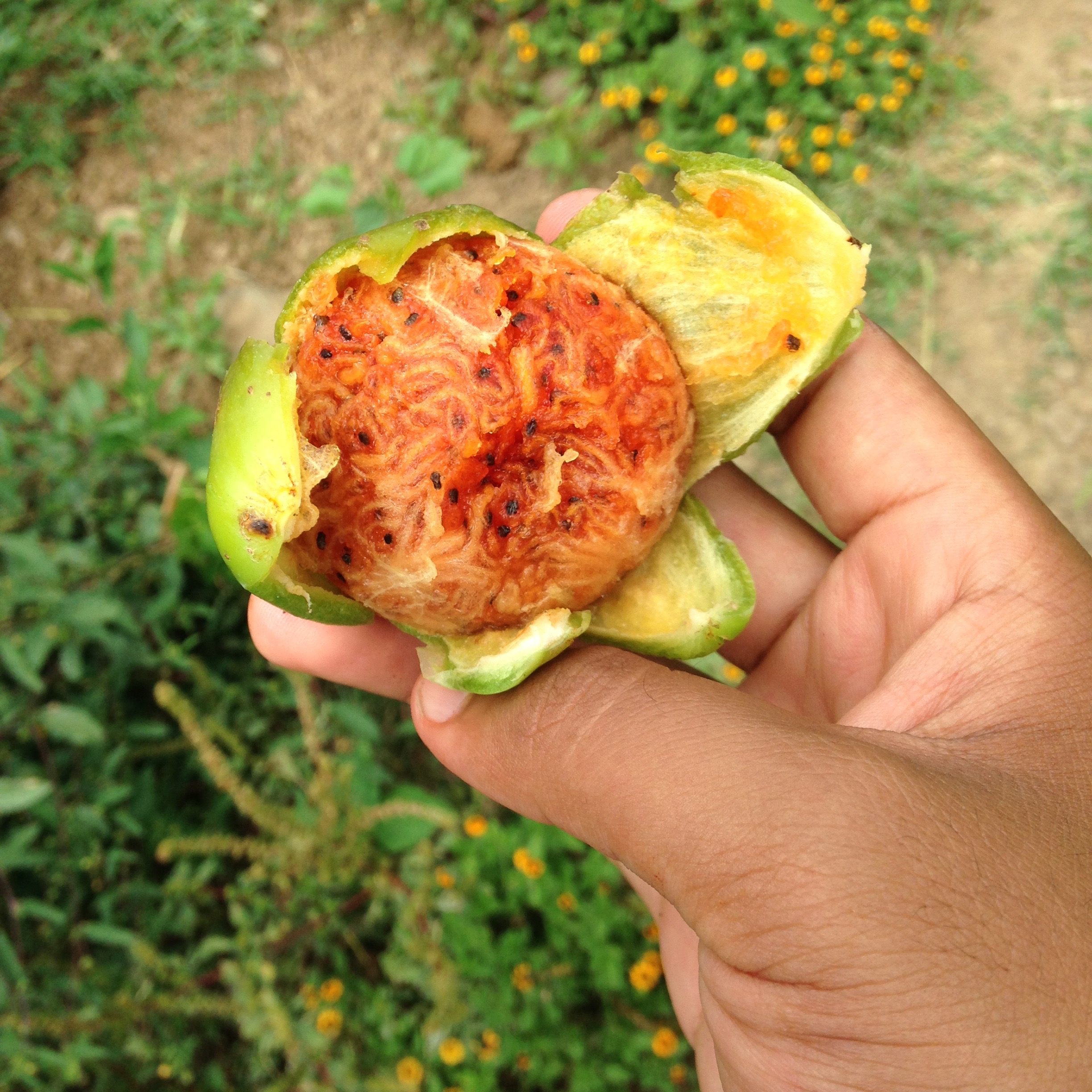 Una pitaya, 2015. 5x5in. 