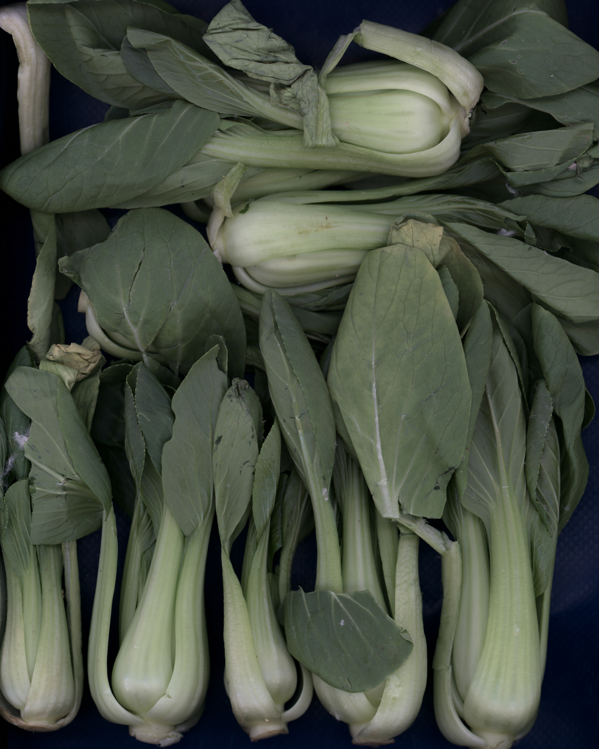 正在枯萎的上海青