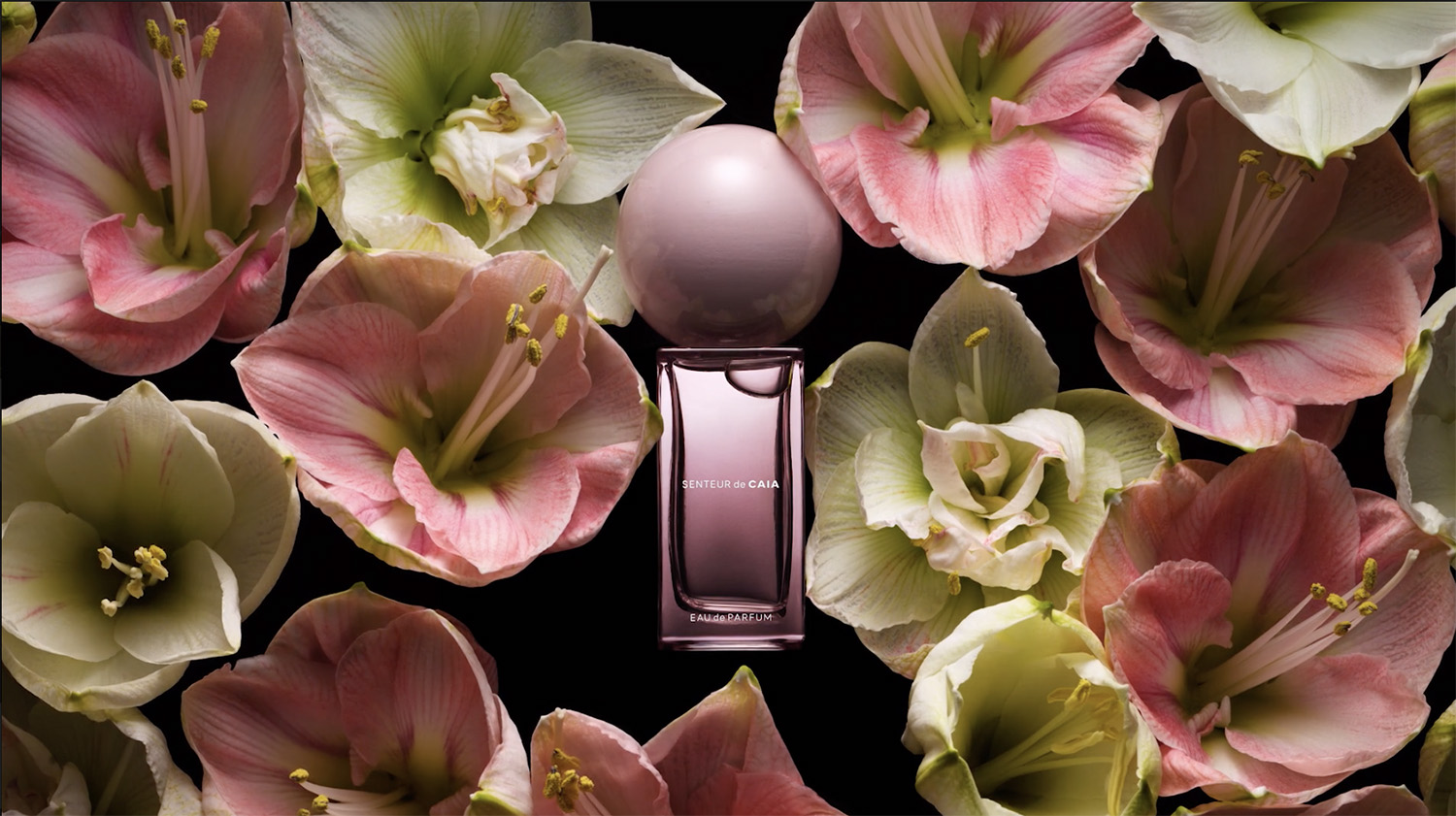 Surrounded by florals, Still Life Photographer Daniel Lindh highlights the beauty of CAIA Cosmetics Senteur de CAIA fragrance