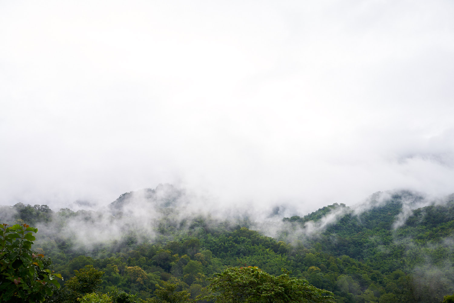 Hao Nam Thailand 08/2018