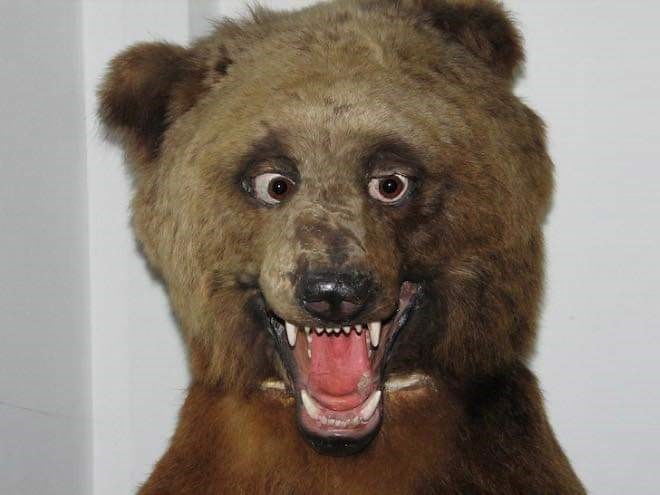 taxidermy bear 