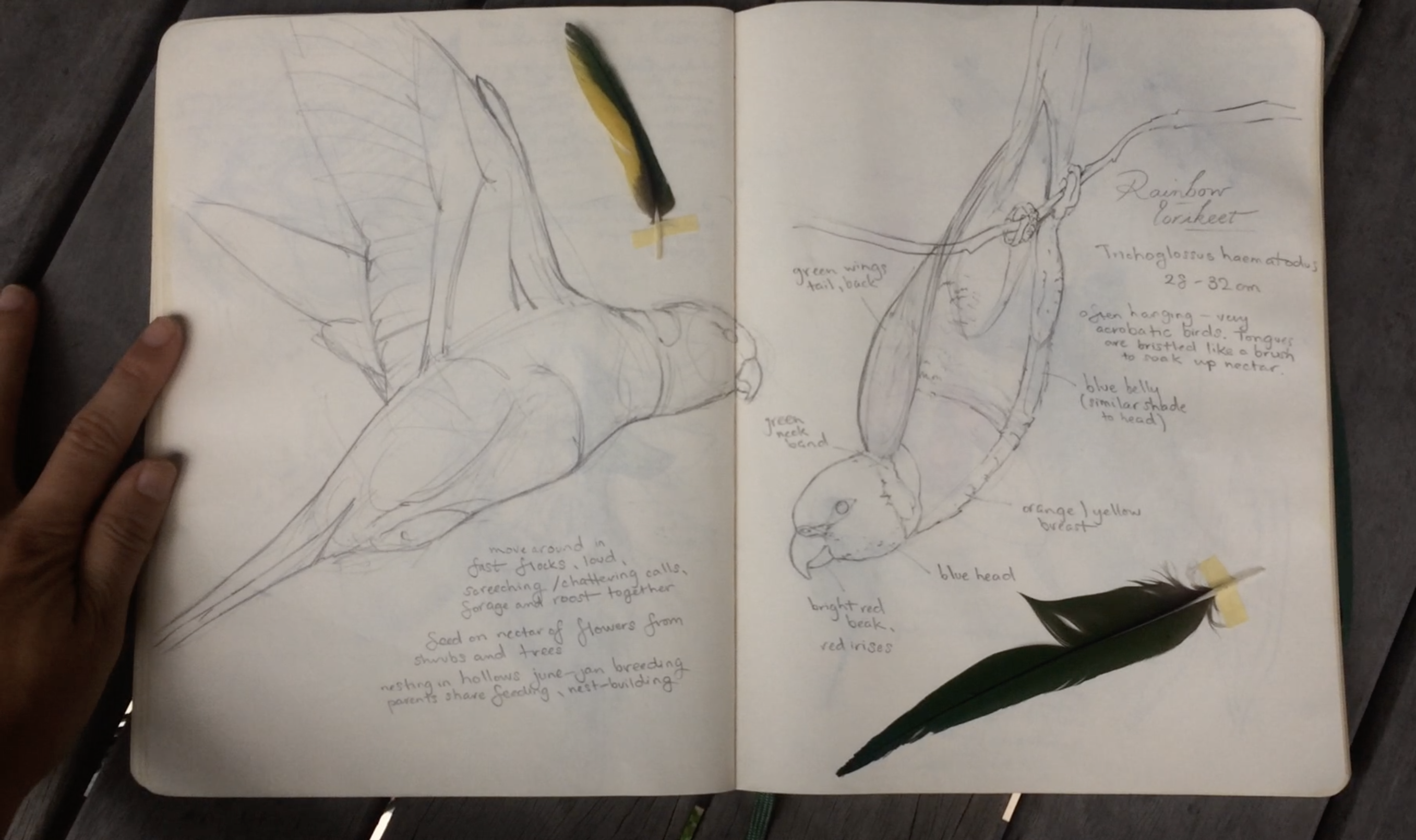 Selected pages from "Alice's Notebook" (swipe to view)