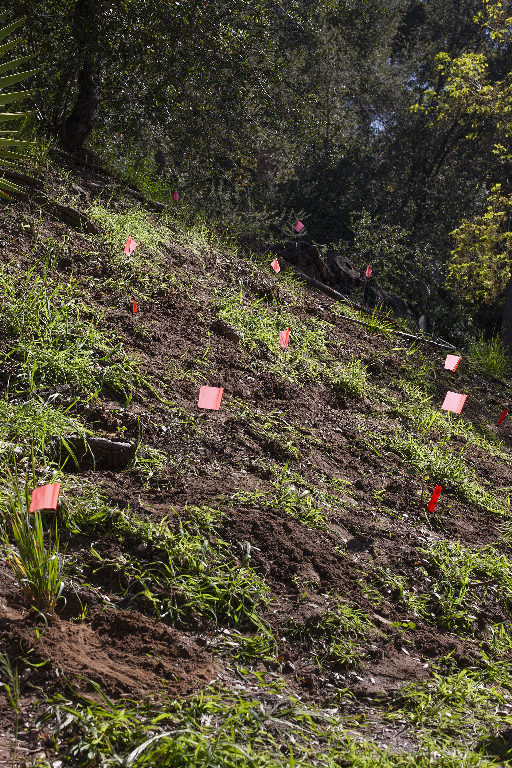 Landscaping Day with UCLA Ecology and Evolutionary Biology Students, Holy Spirit Retreat Center, February 2022.