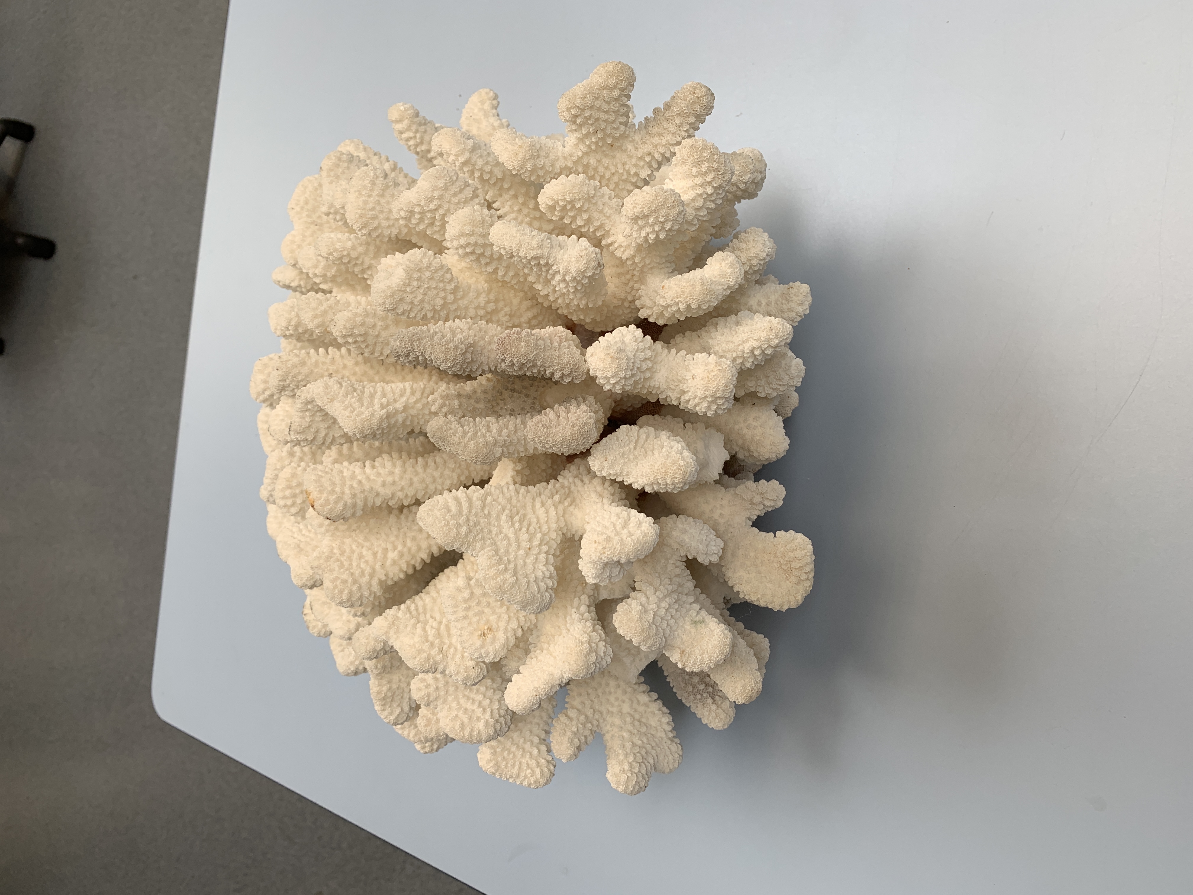 Photograph using Iphone