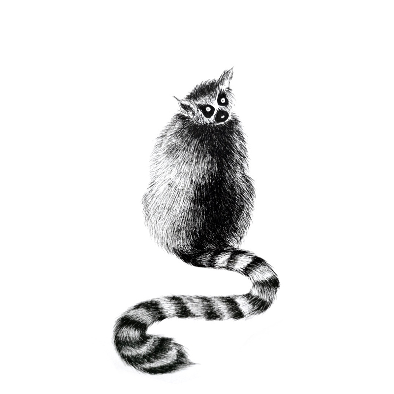 Ring-tailed Lemur, Madagascar