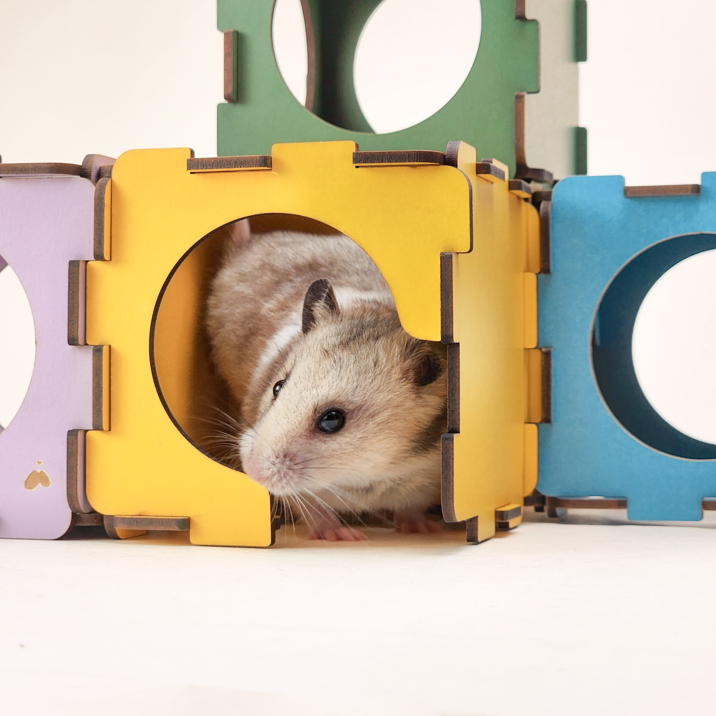 ︎︎︎ Colorful Hamooi  Ham's Box 一箱彩色哈姆